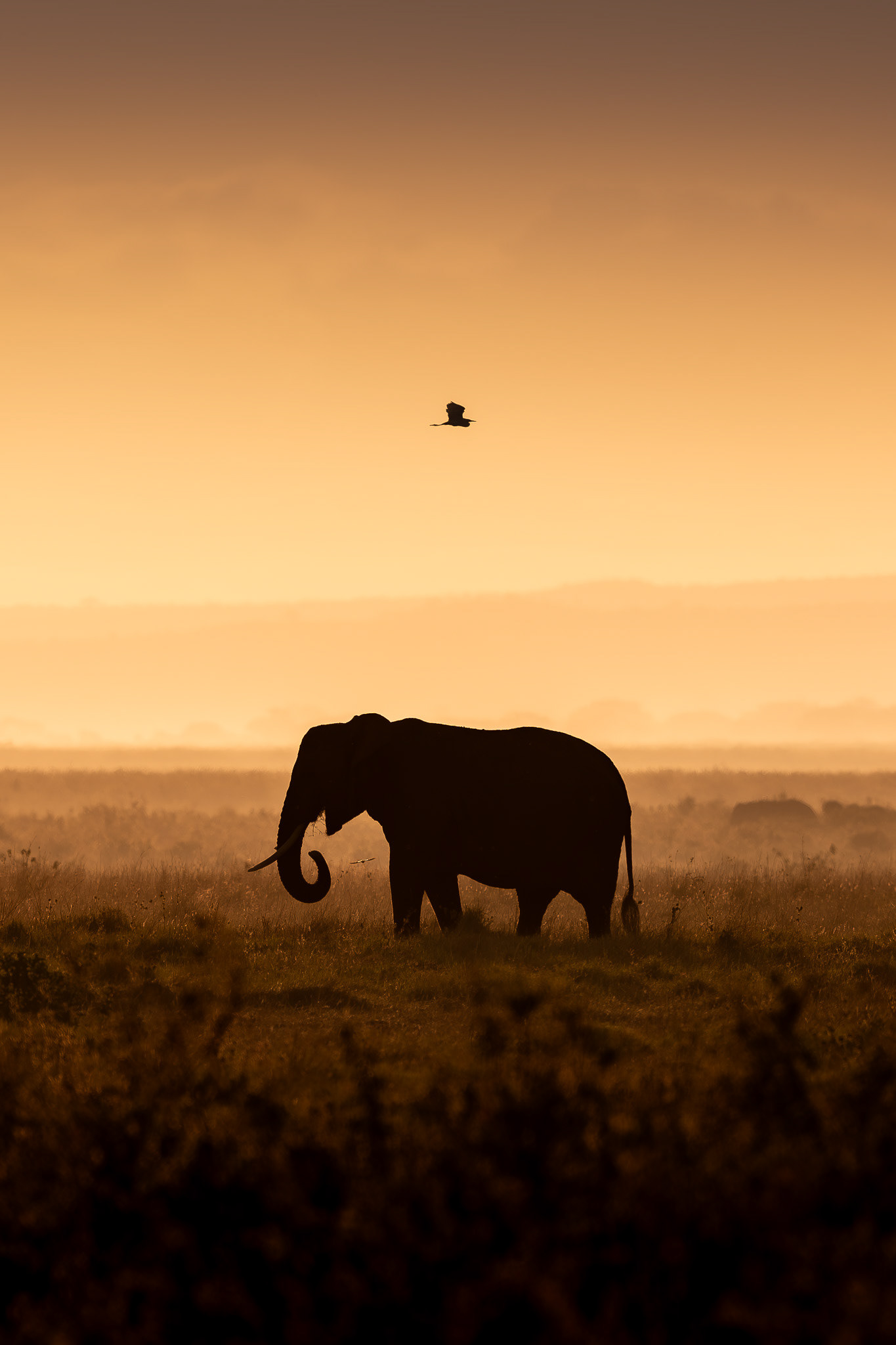 Amboseli