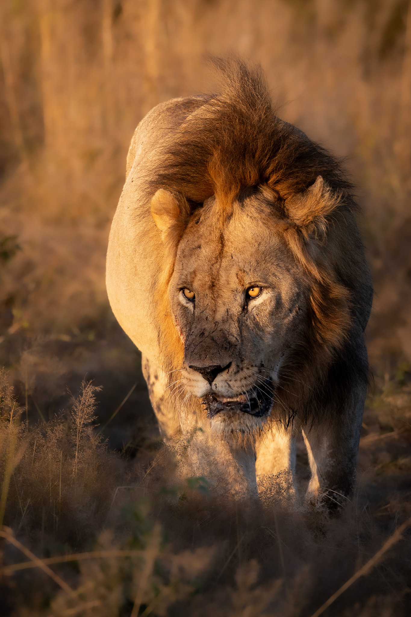 Madikwe