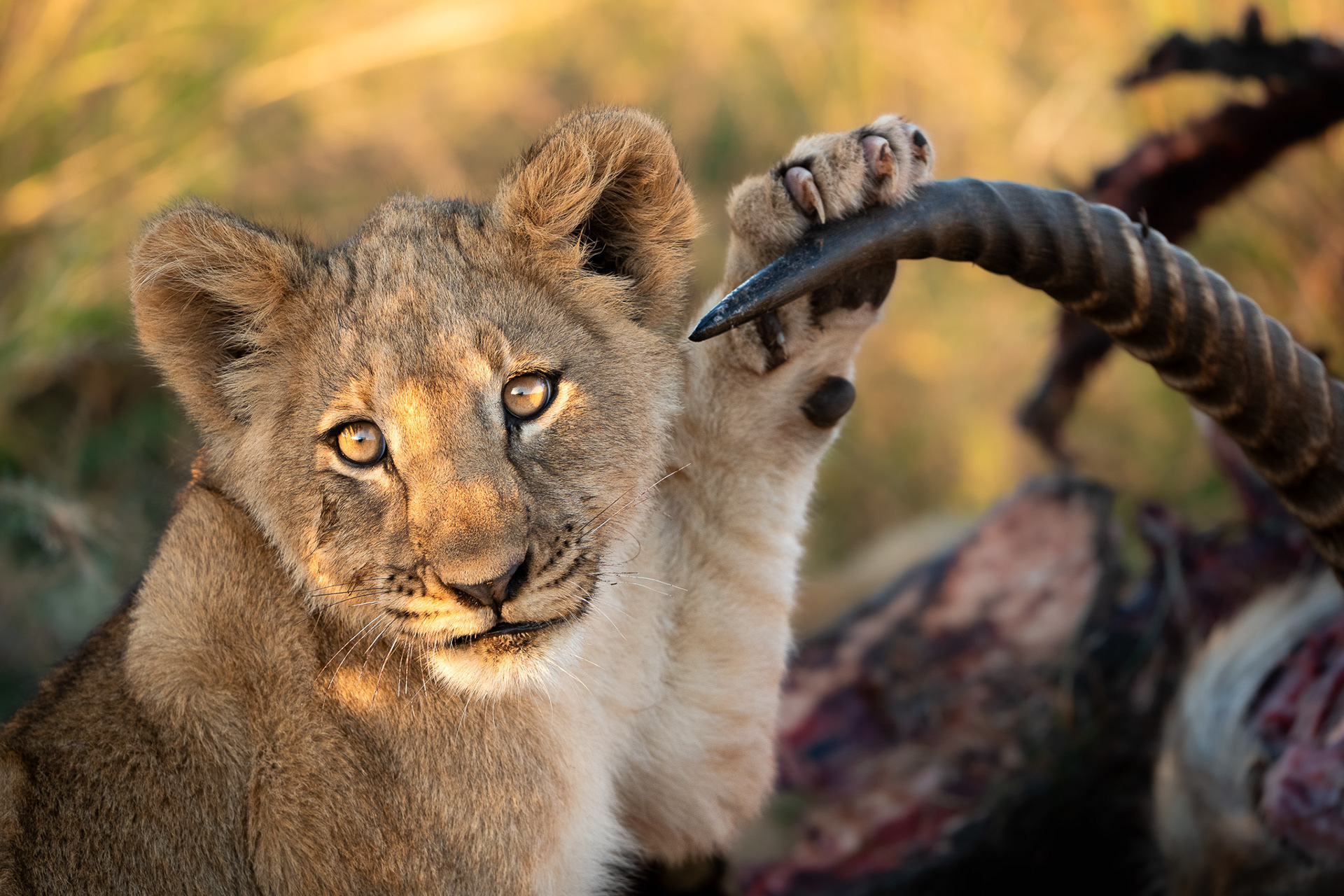 Madikwe