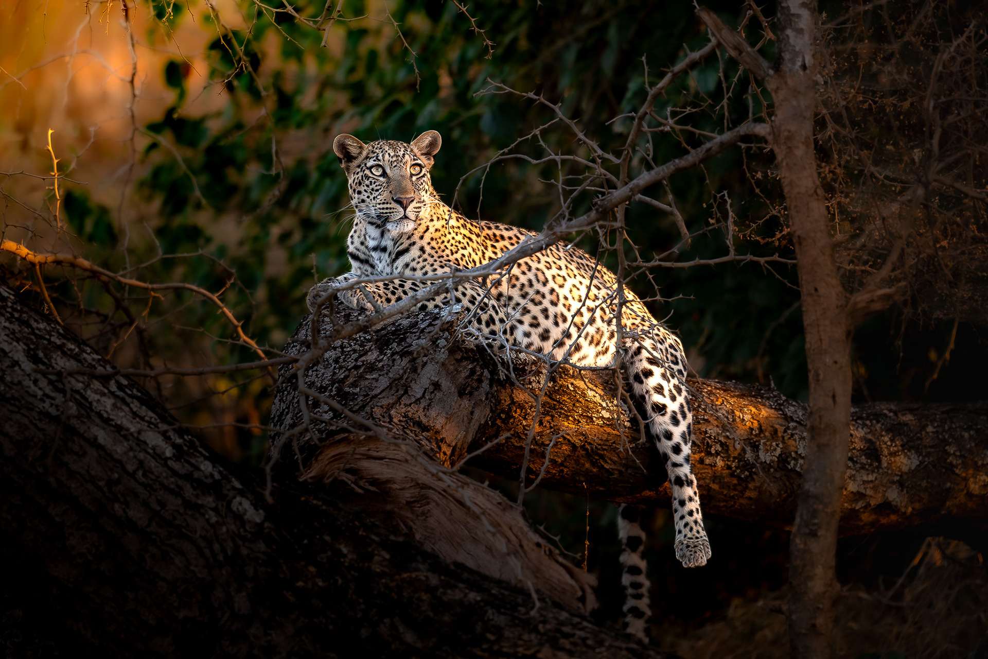 Lower Zambezi