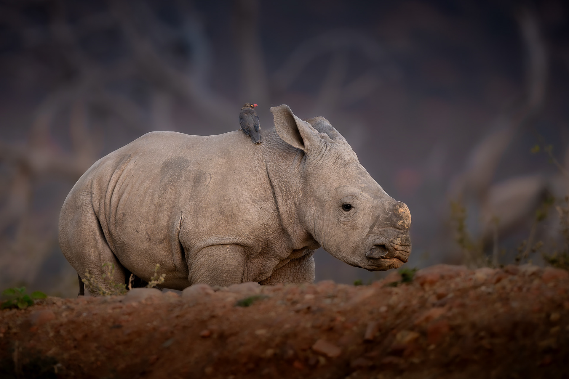 South Africa
