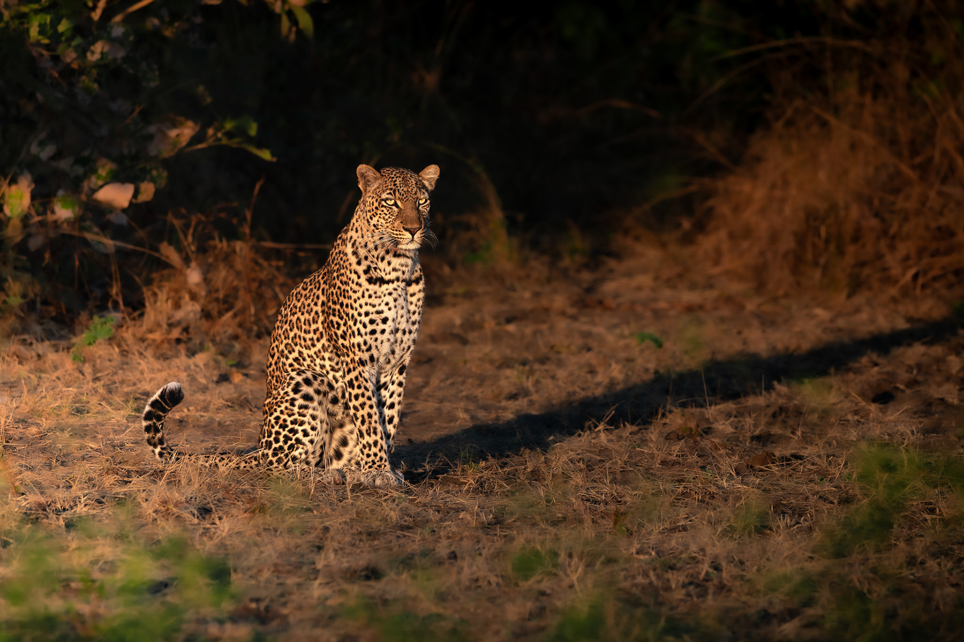 South Luangwa
