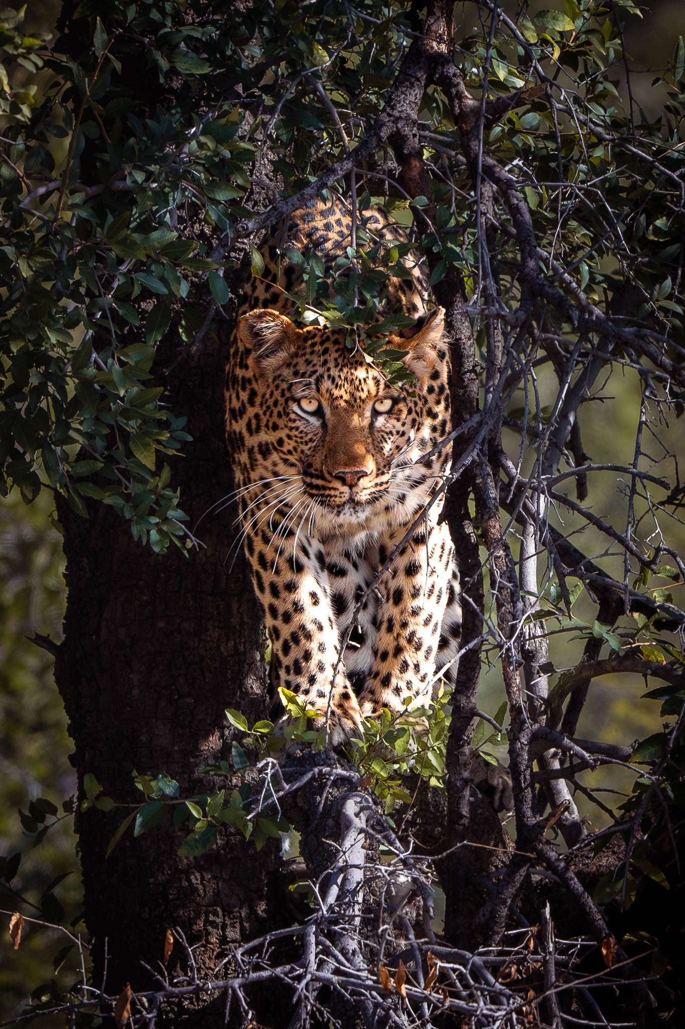 Madikwe