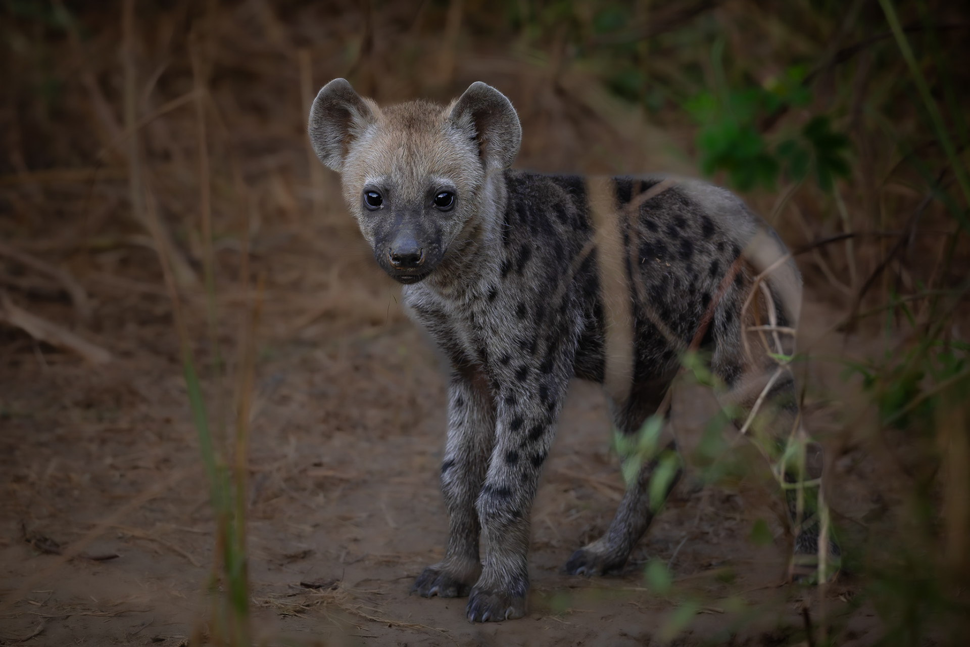 South Luangwa