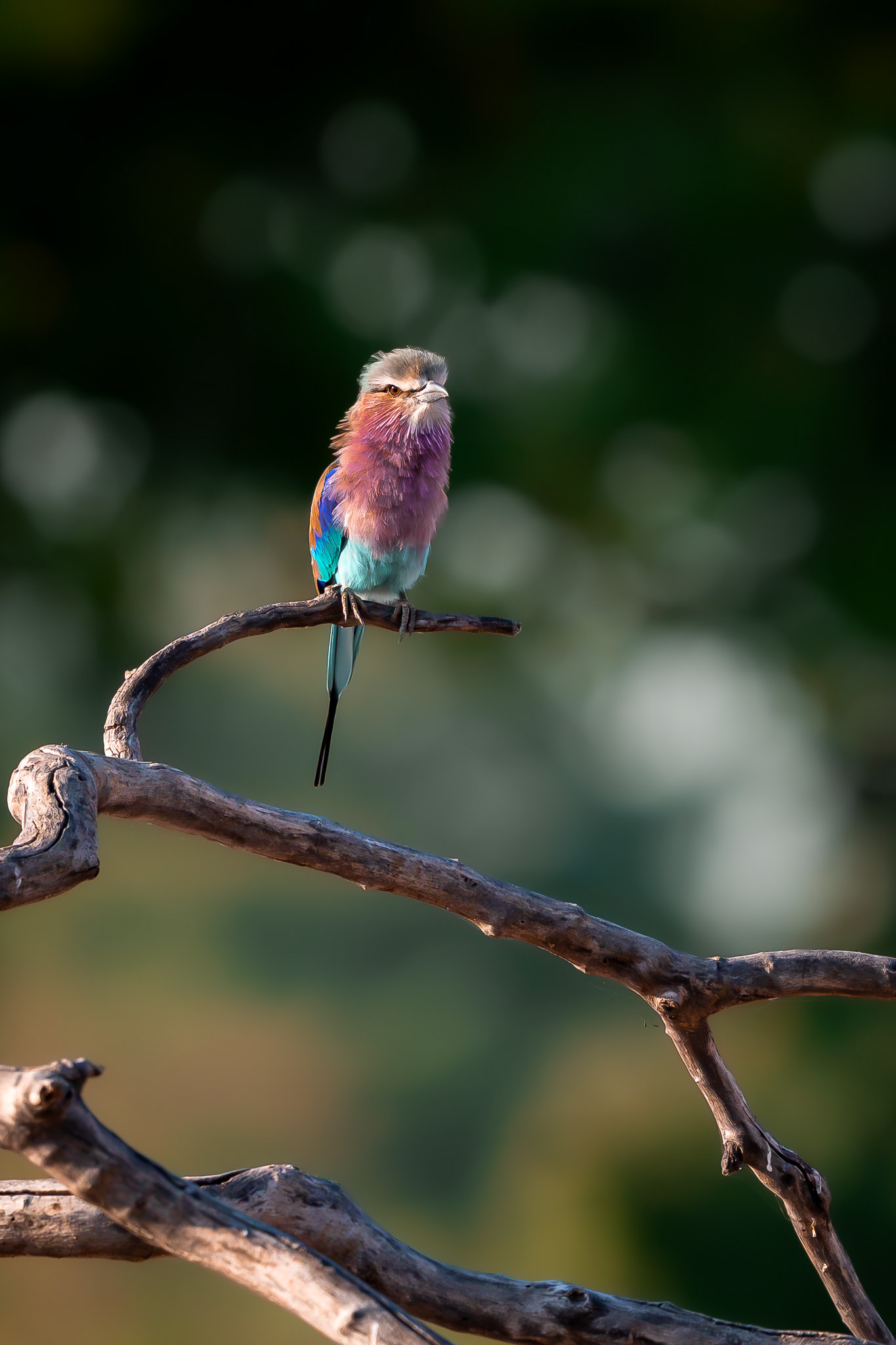 South Luangwa
