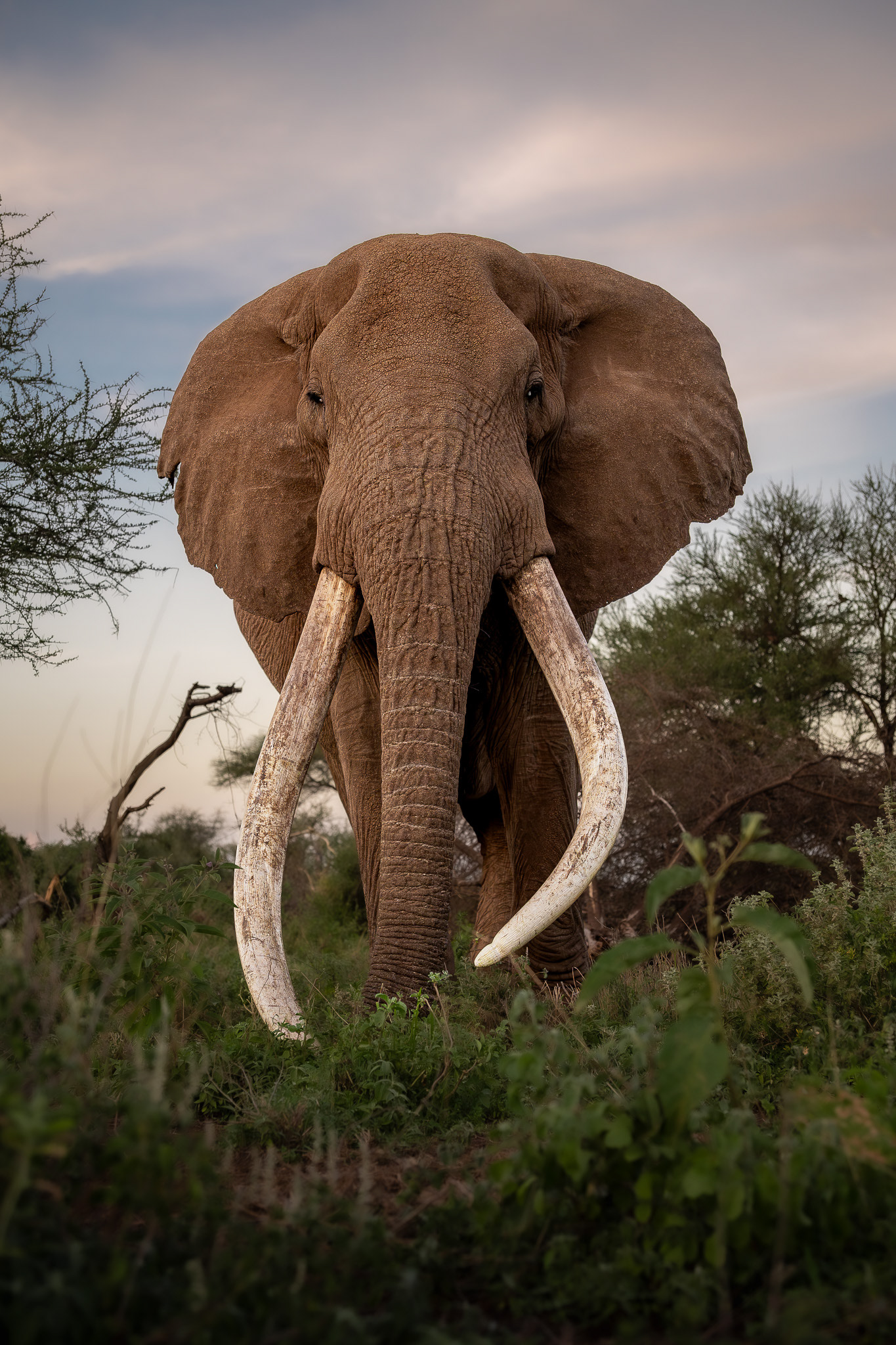 Amboseli