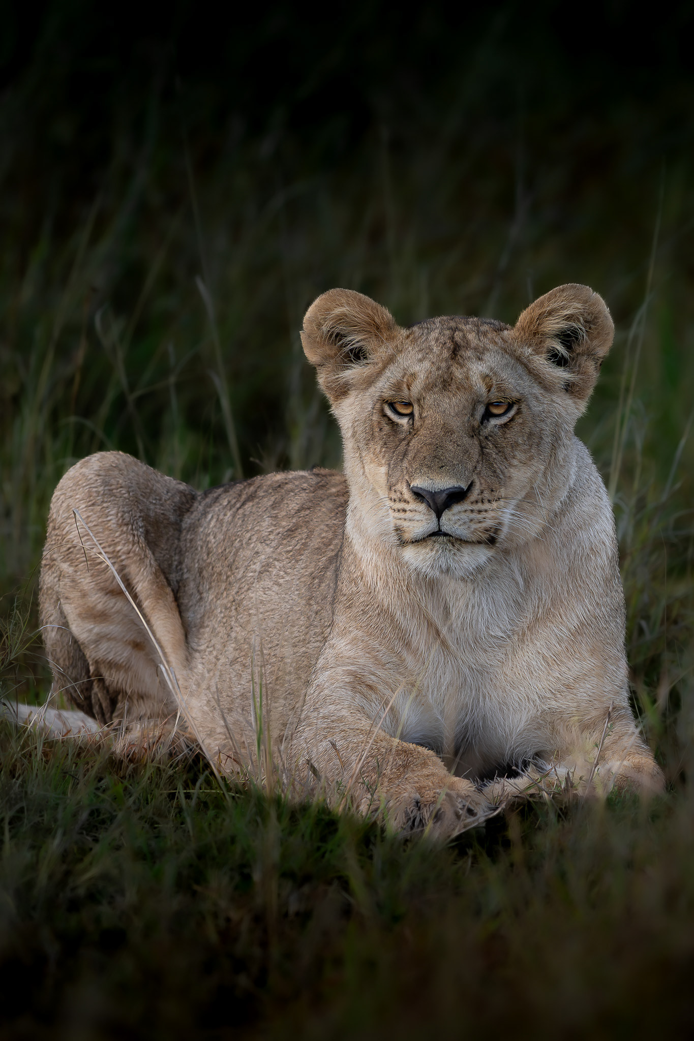 Maasai Mara