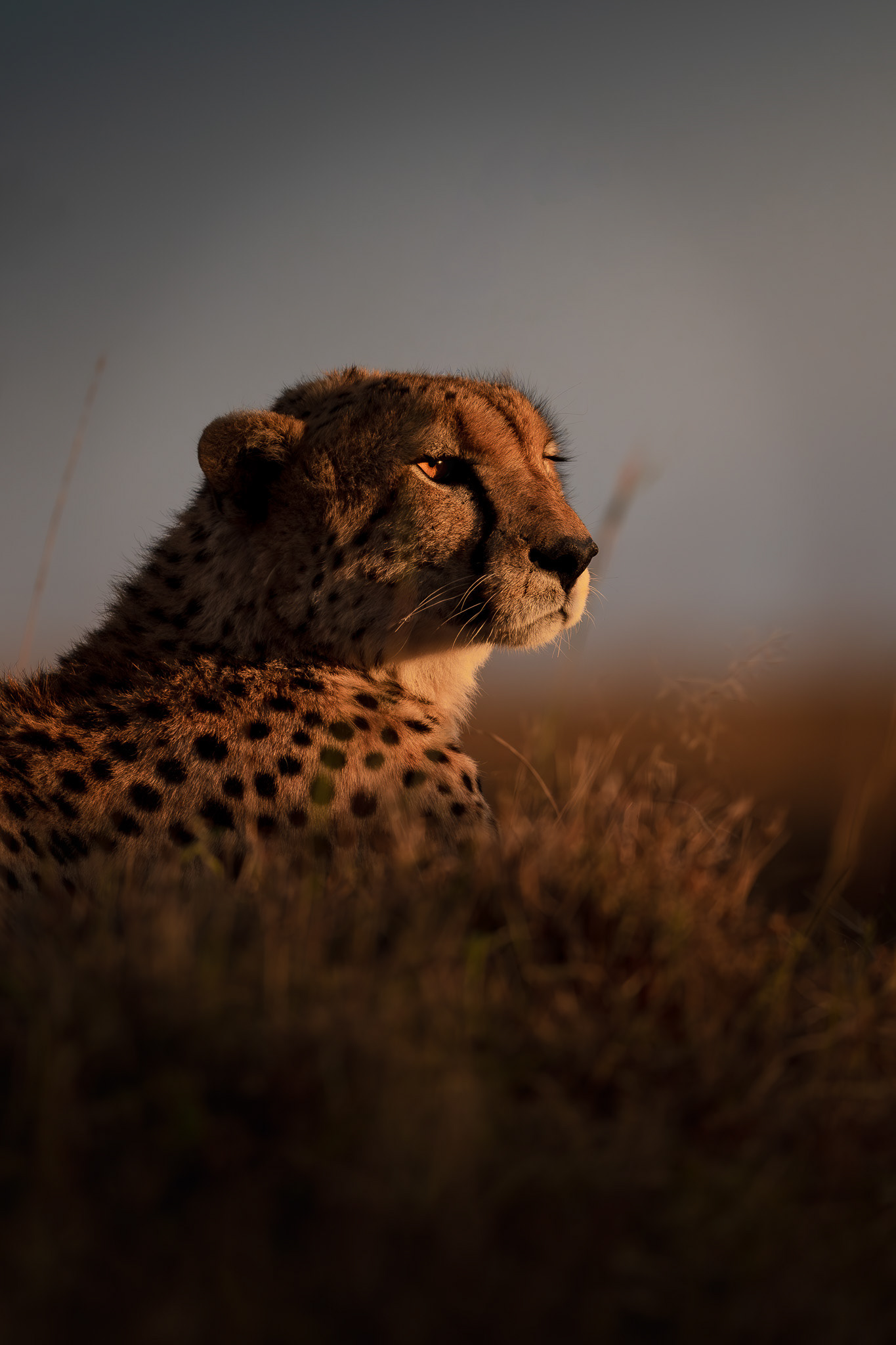 Maasai Mara
