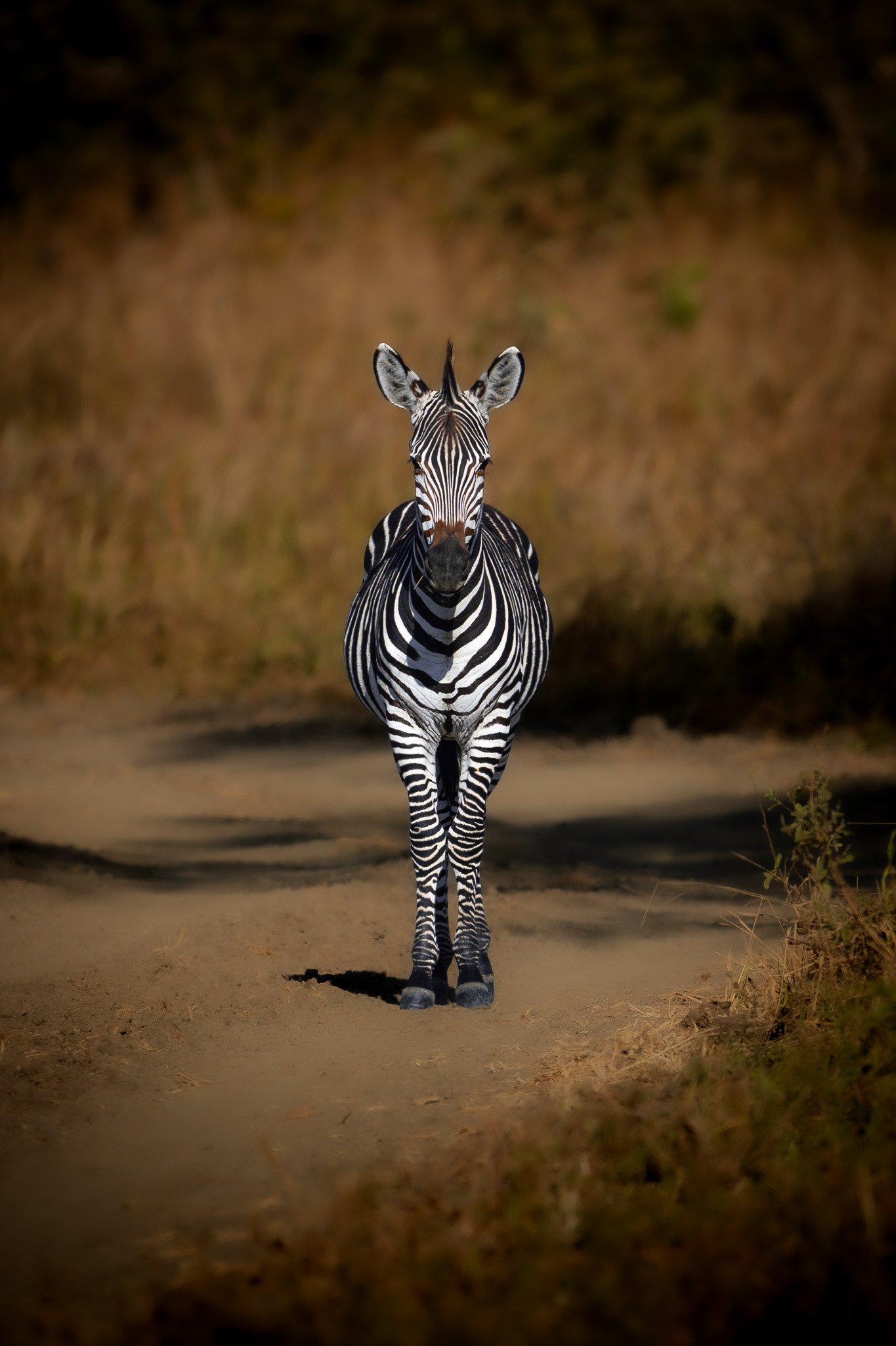South Luangwa