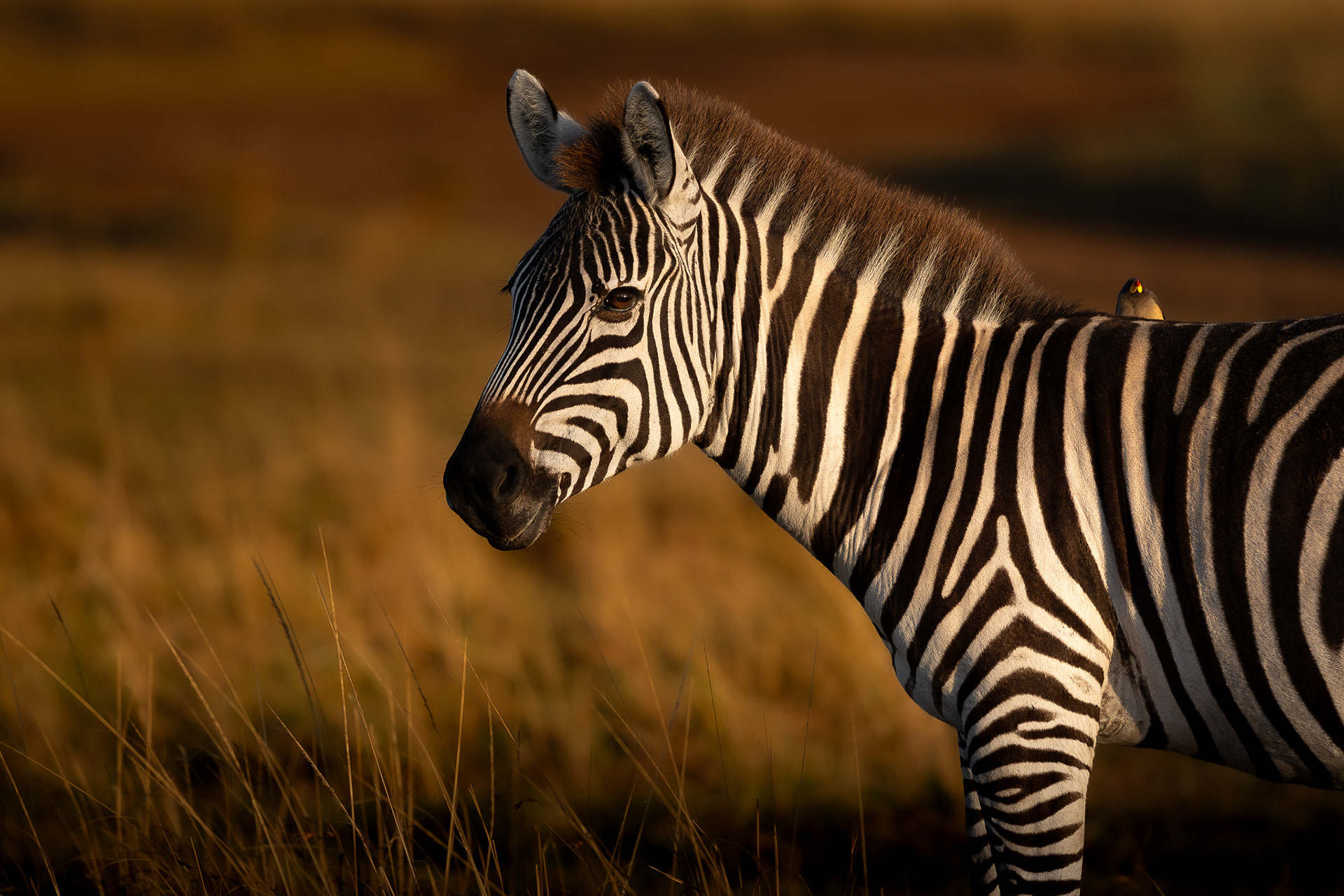 Maasai Mara