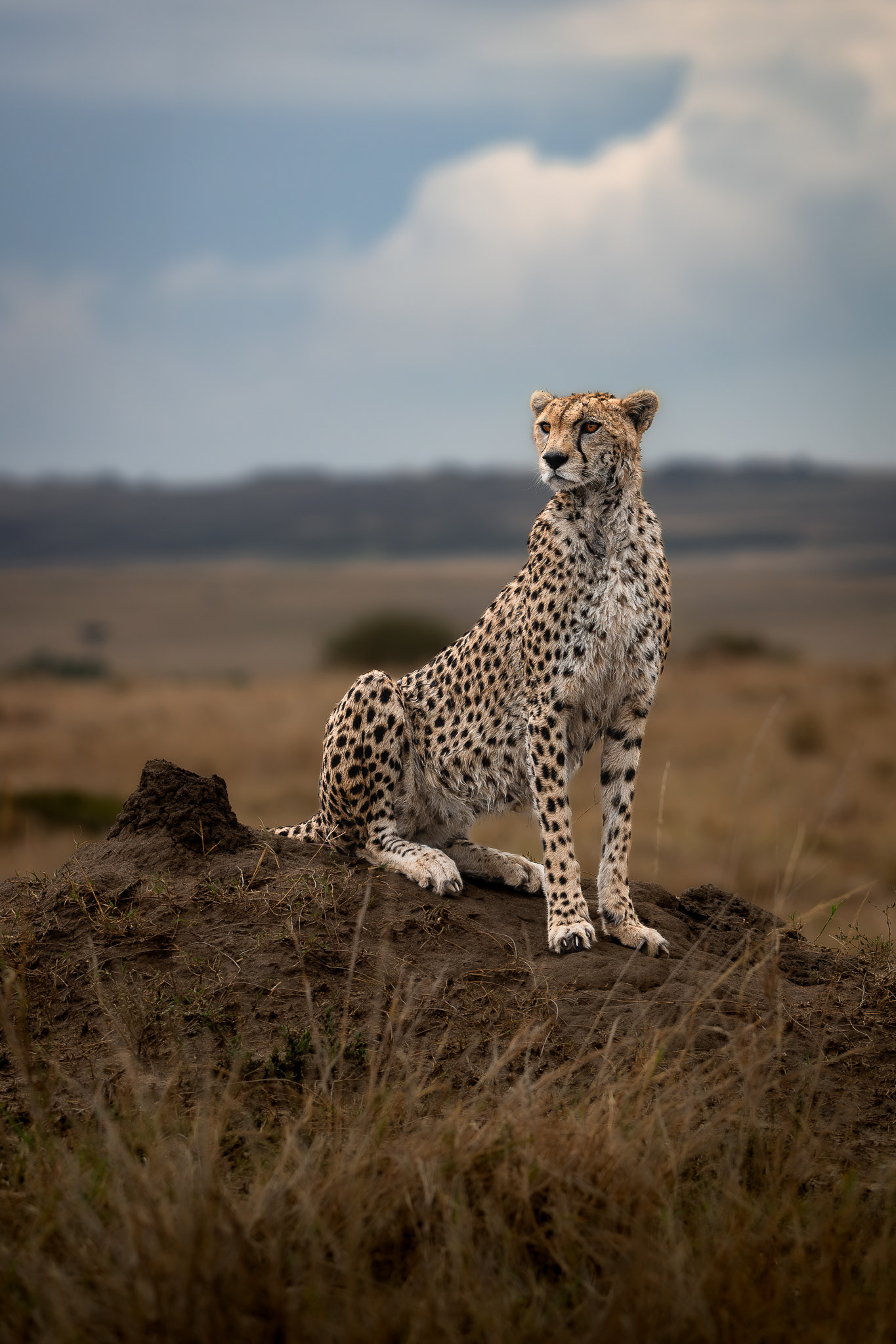 Maasai Mara
