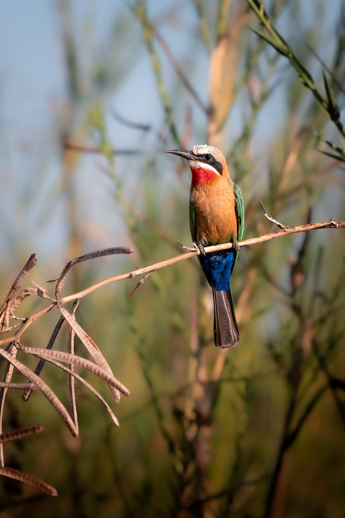 Lower Zambezi