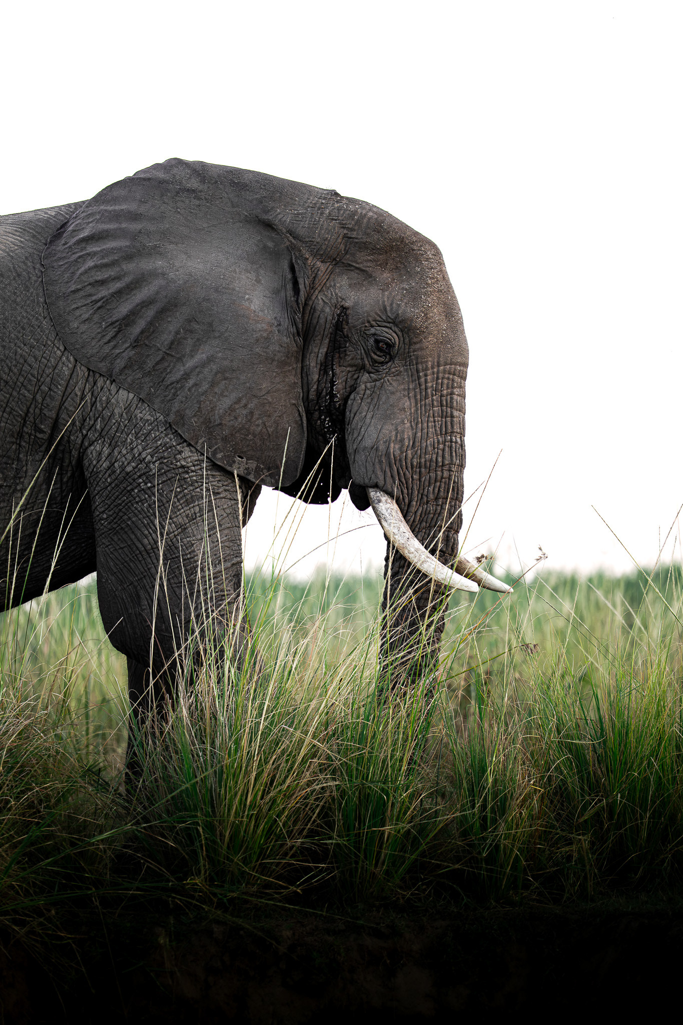 Lower Zambezi