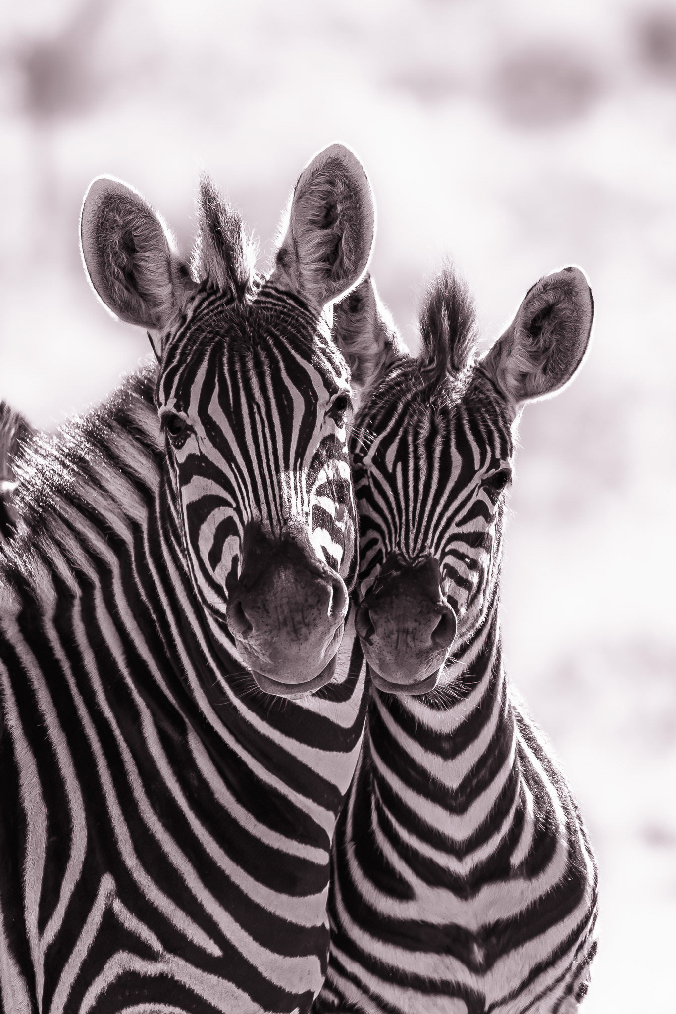 Madikwe