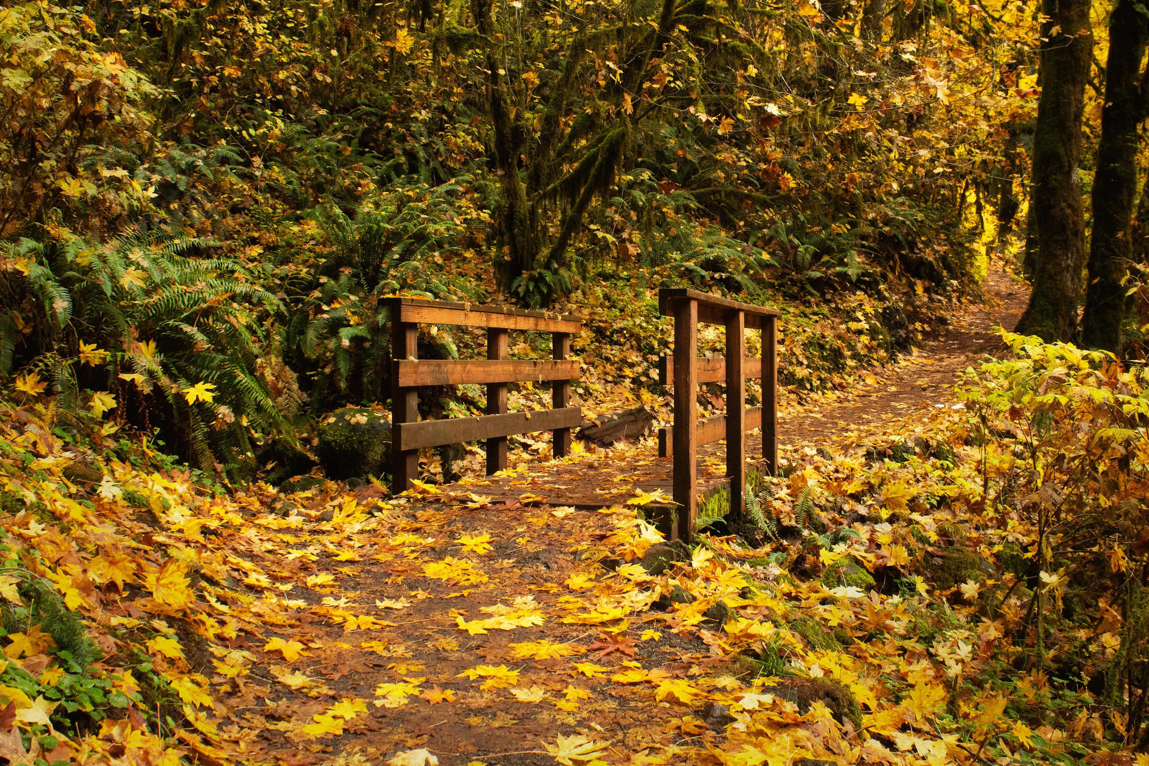 Golden Bridge