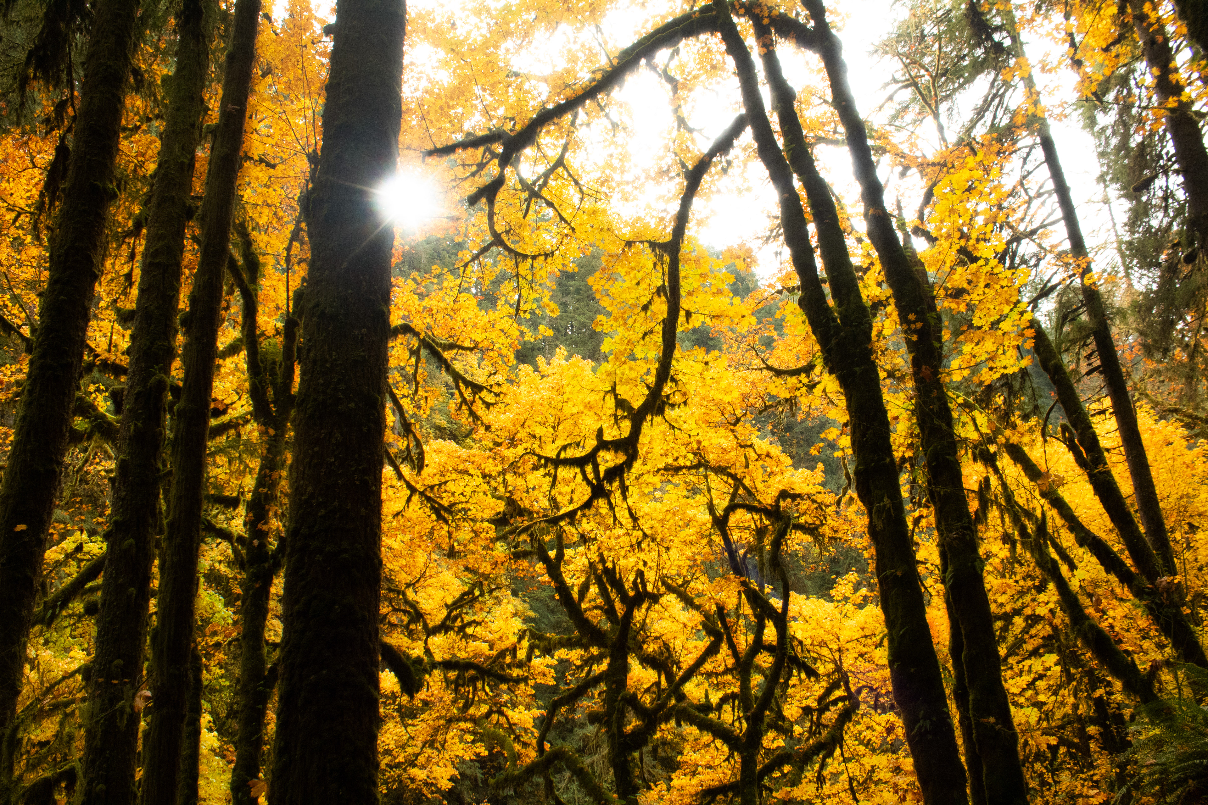 Golden Sun