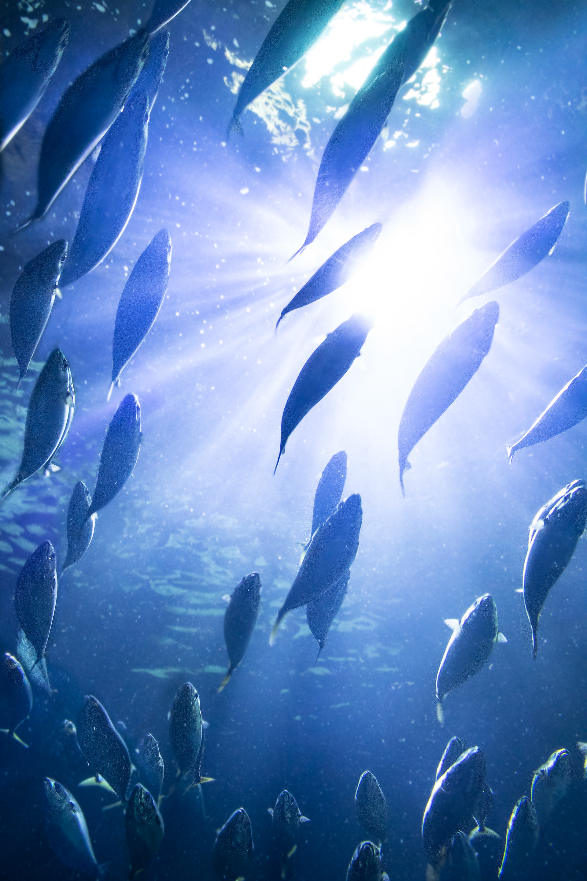 Family Of Fish