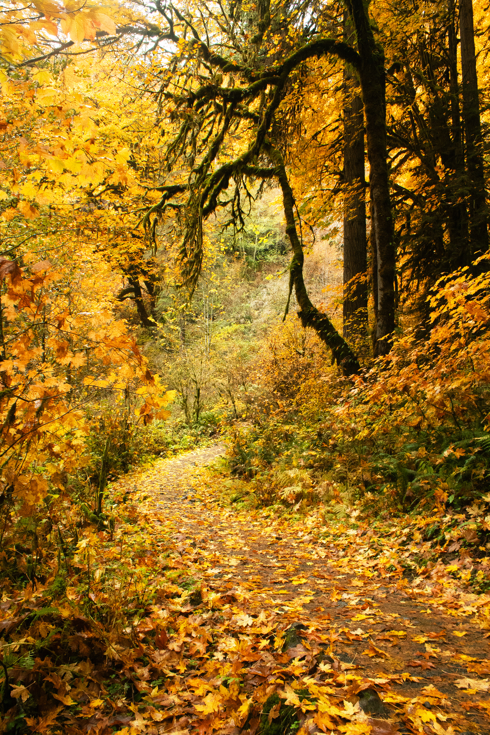 Golden Path