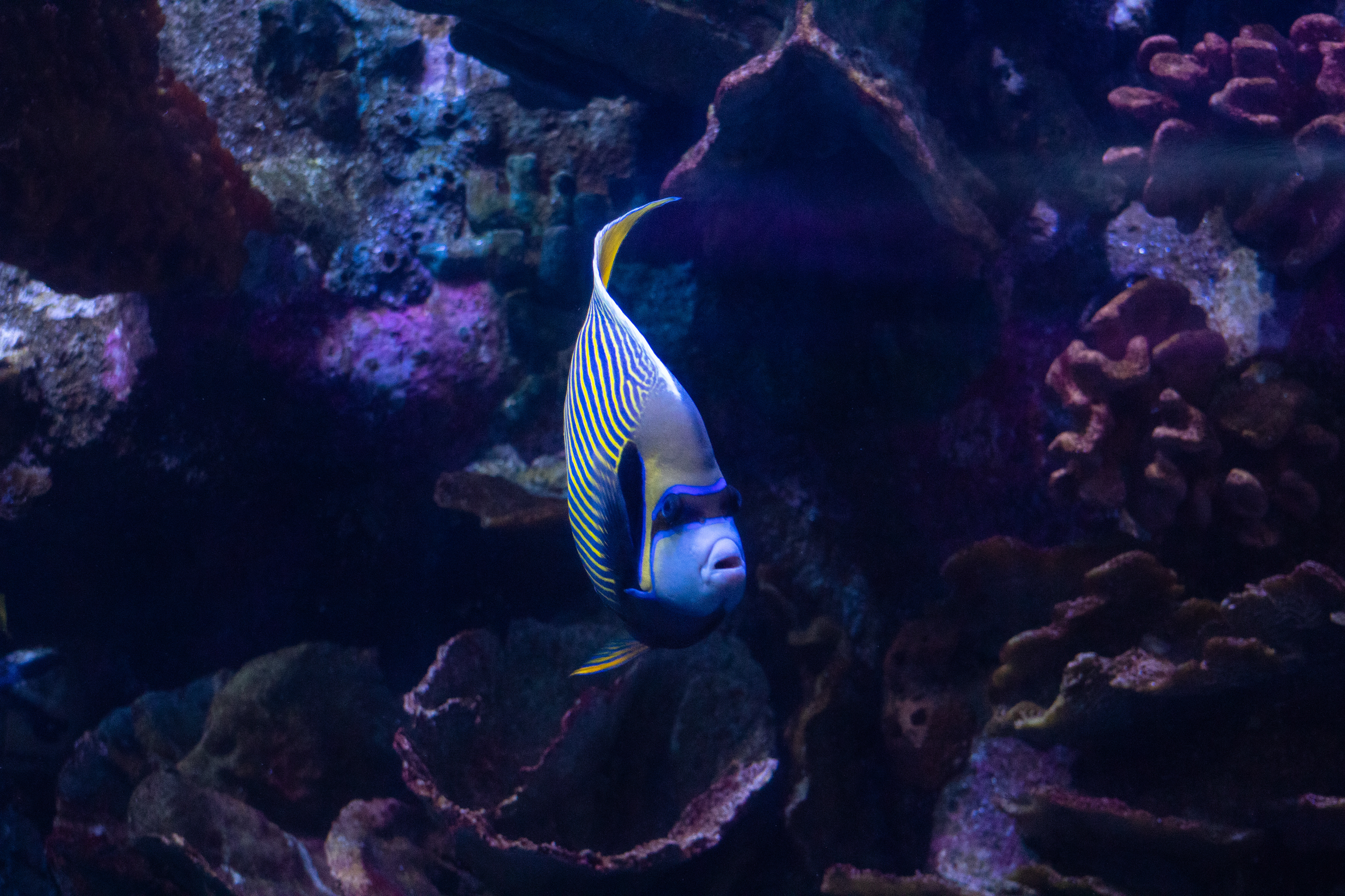 Fish Face