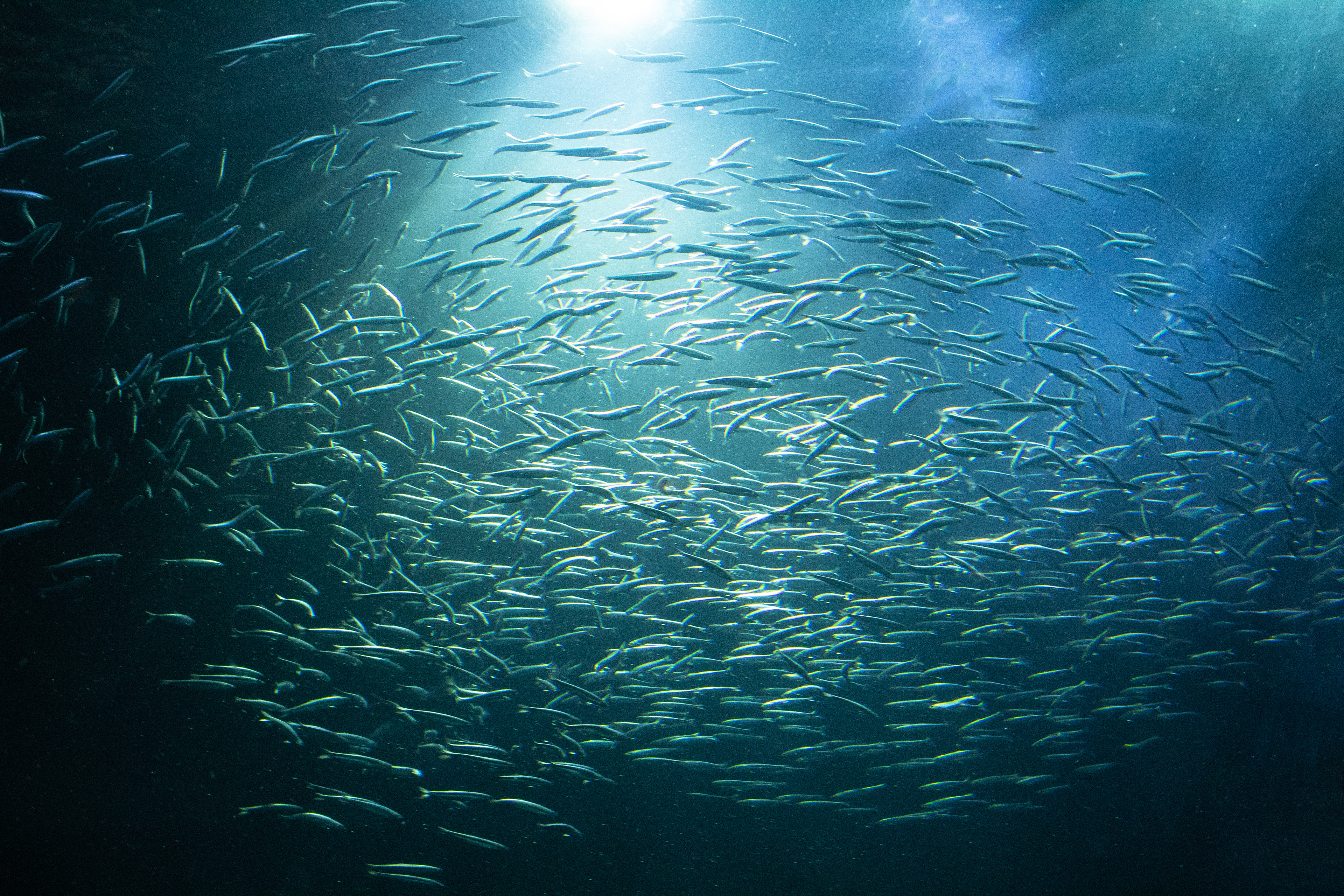 School Of Fish