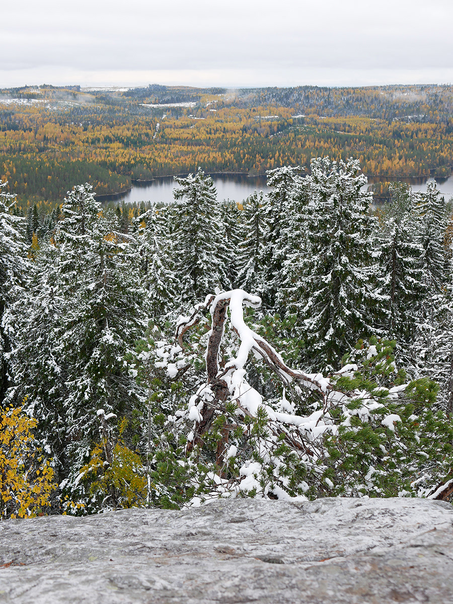 Forest landscape