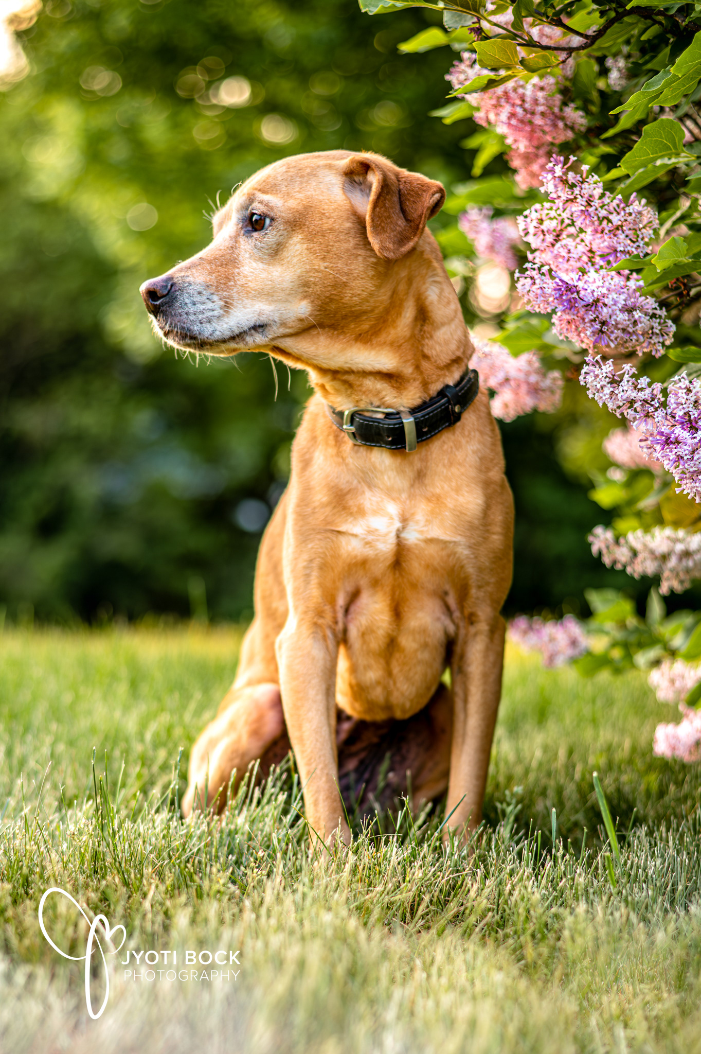My dog Charlie