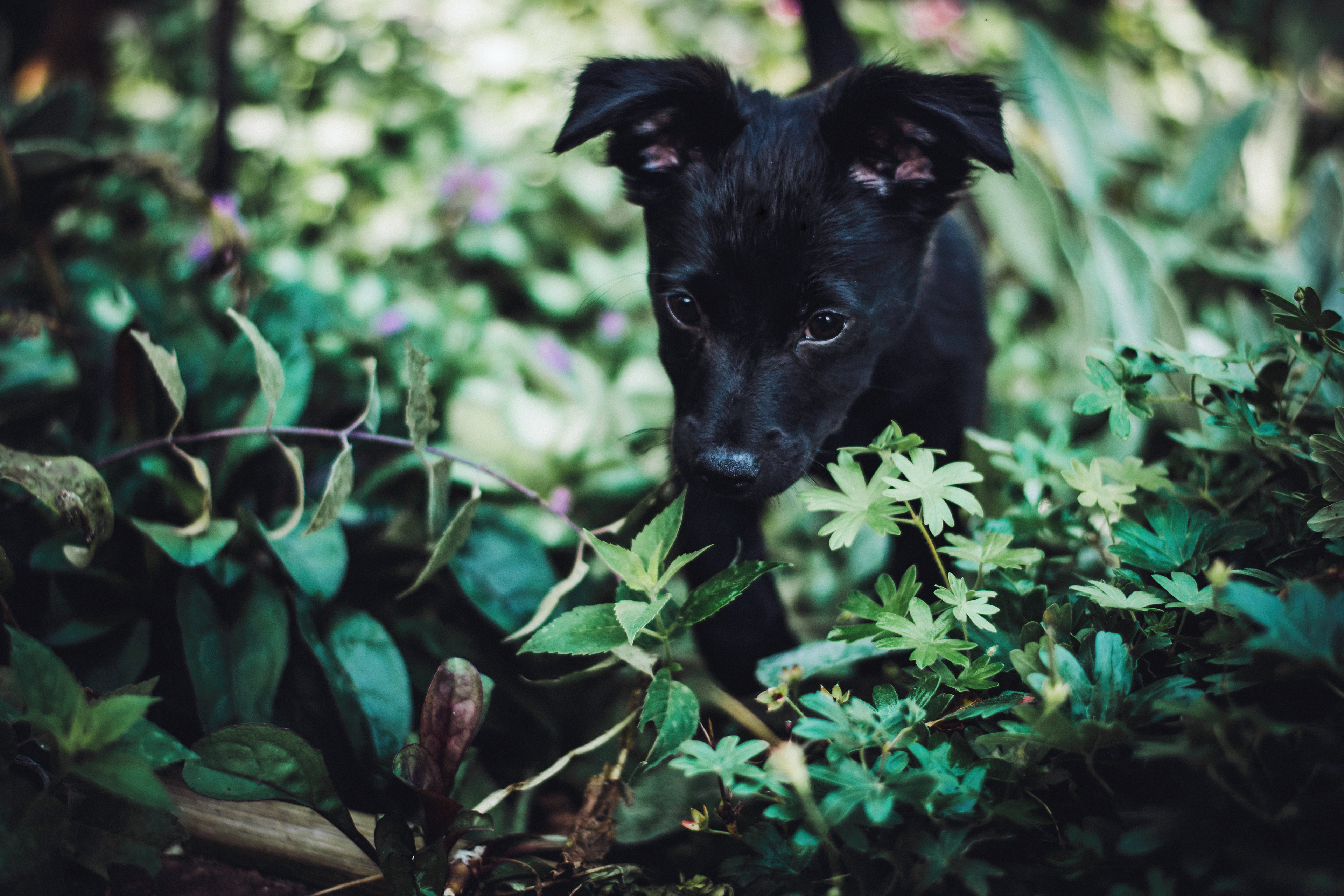 My puppy Niko