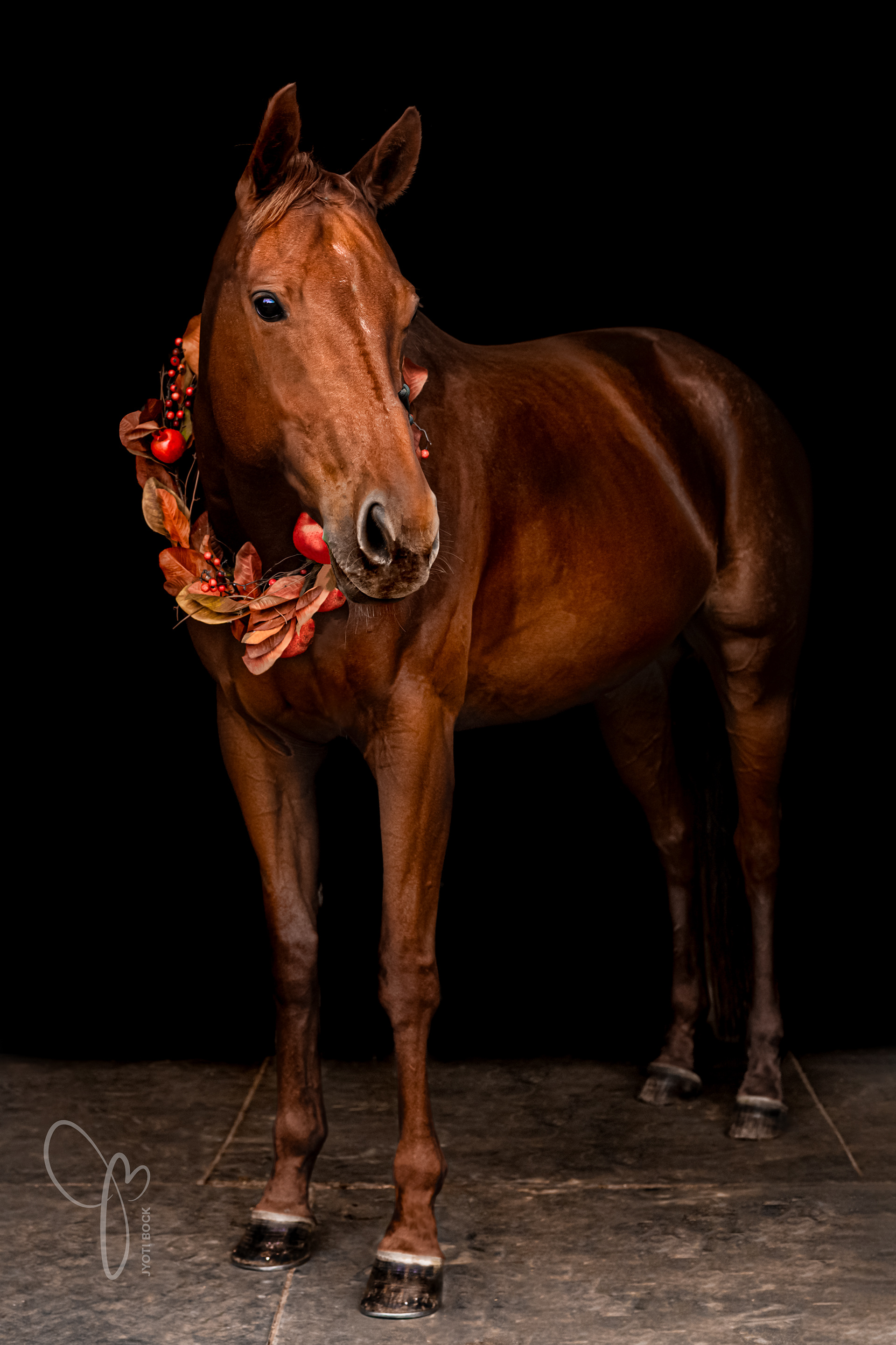 My mare Bruce