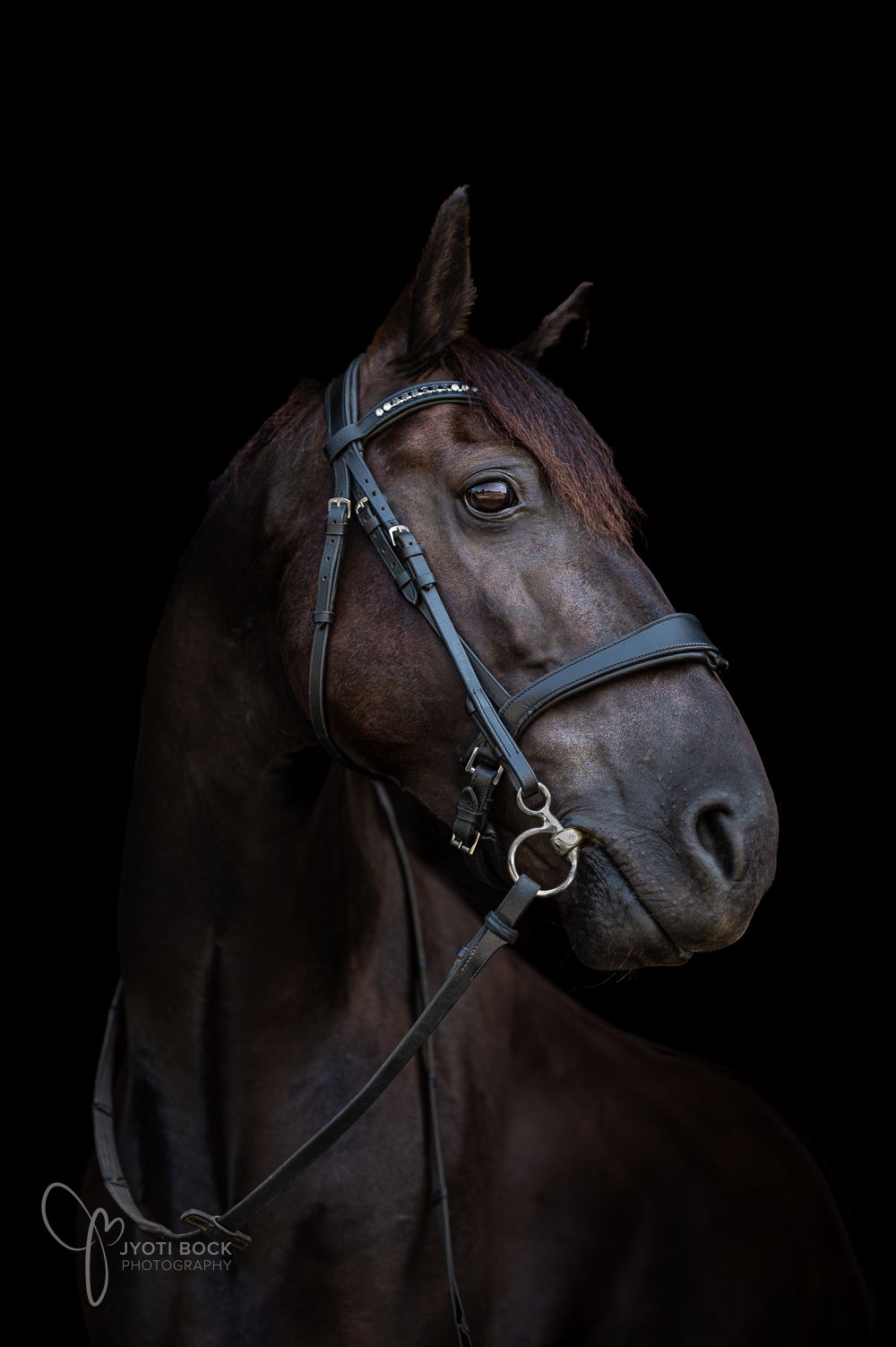 My horse Jet2Holiday "Jet"