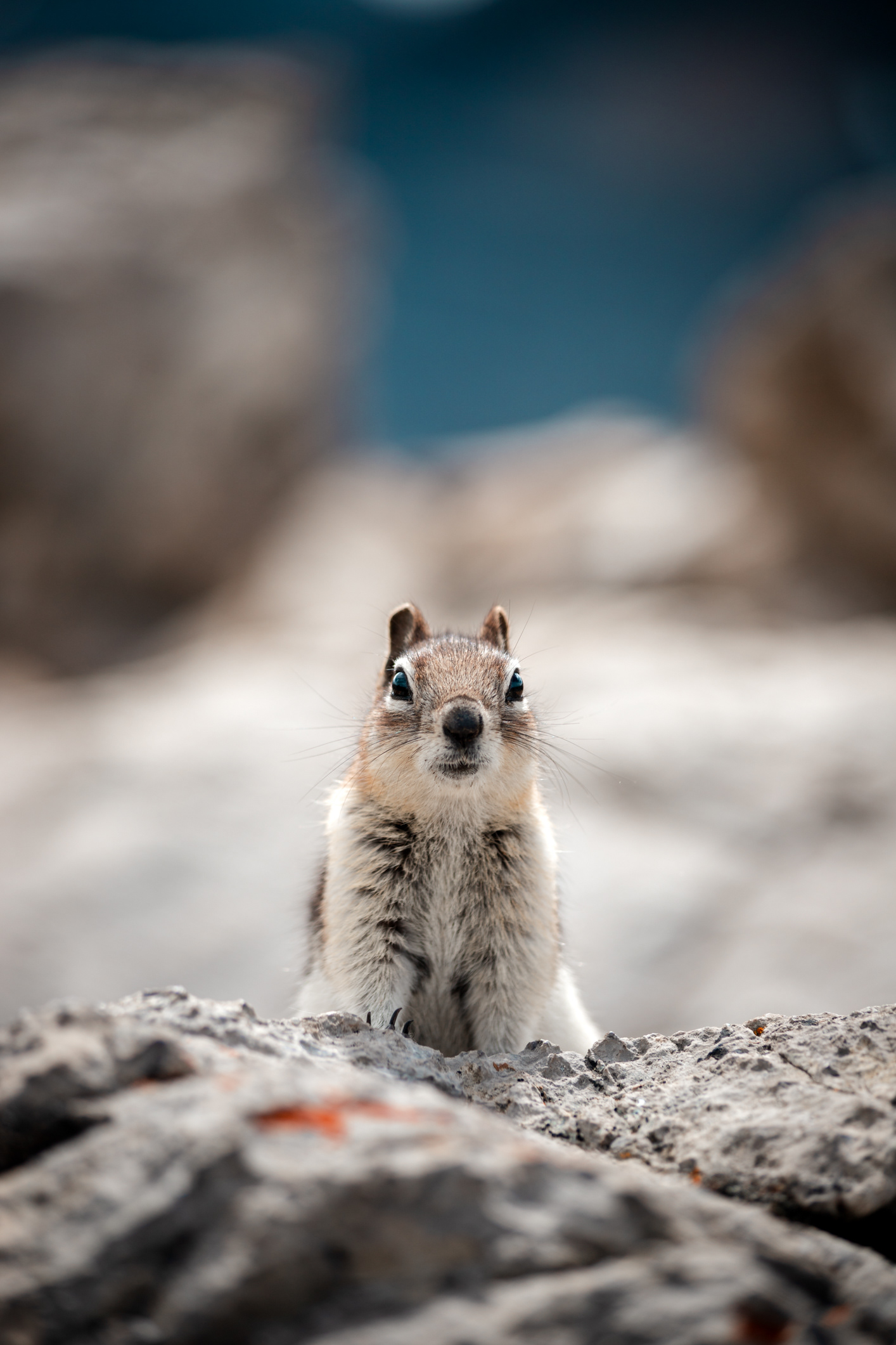 Curious chipmunk