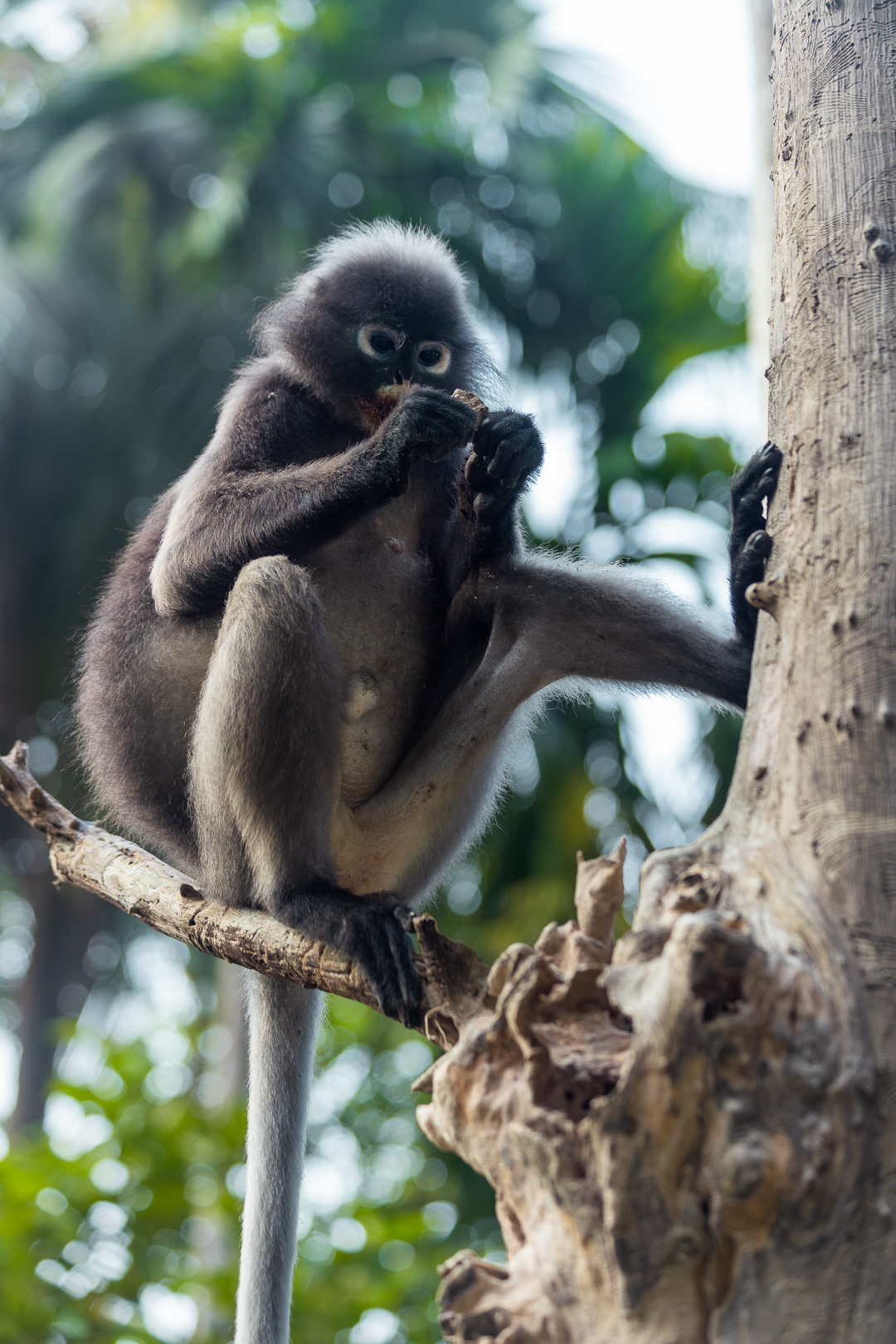 Dusky Leaf Monkey