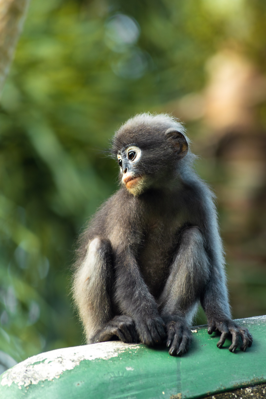 Dusky Leaf Monkey