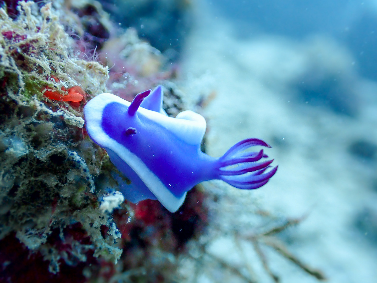 Nudibranch