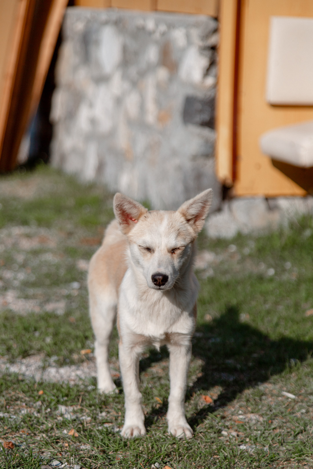 Hachi