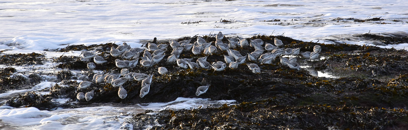 Sanderlings wintering on Dornoch Beach