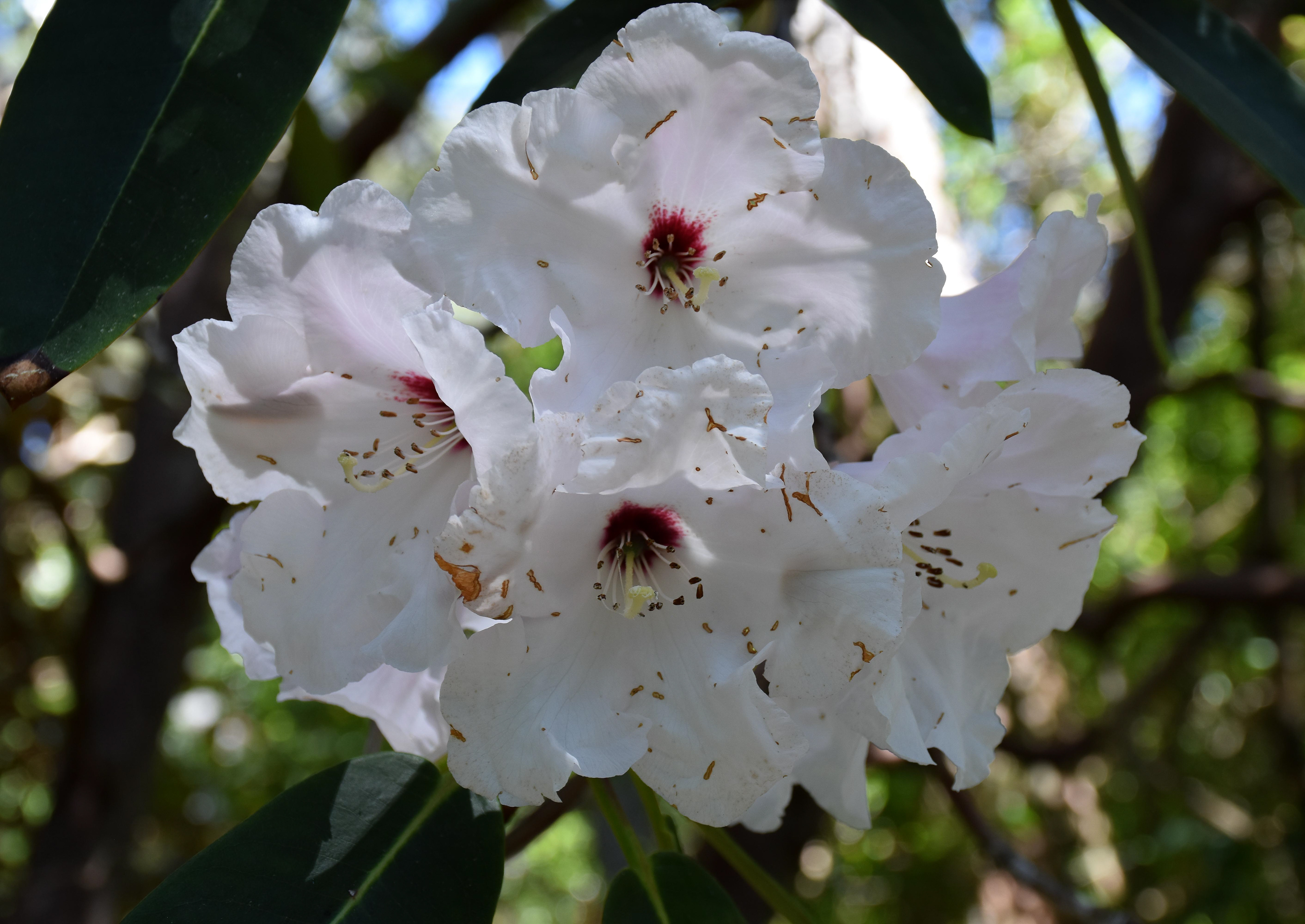 Inverewe Garden