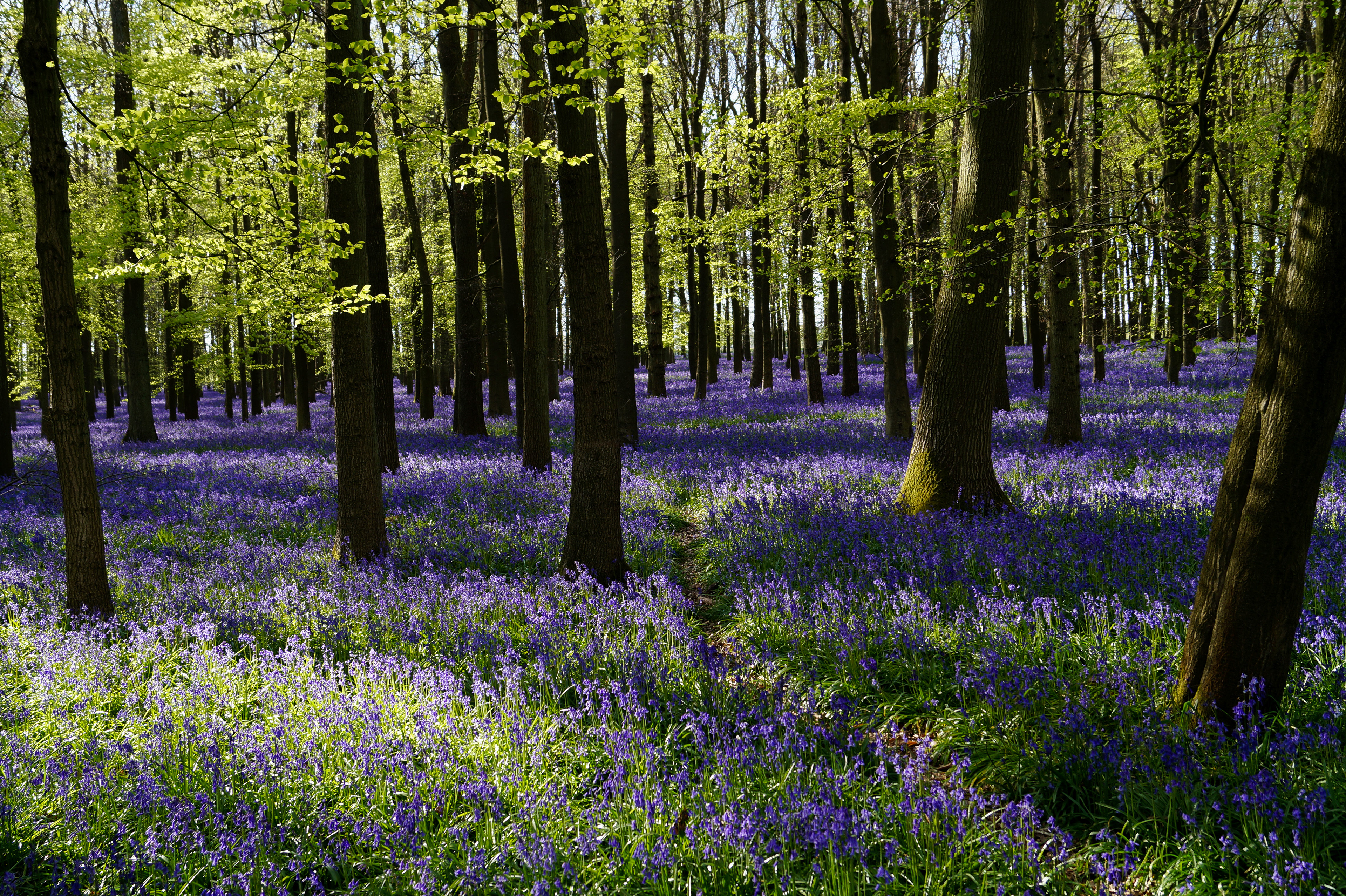 Bluebells in Dockey Wood
