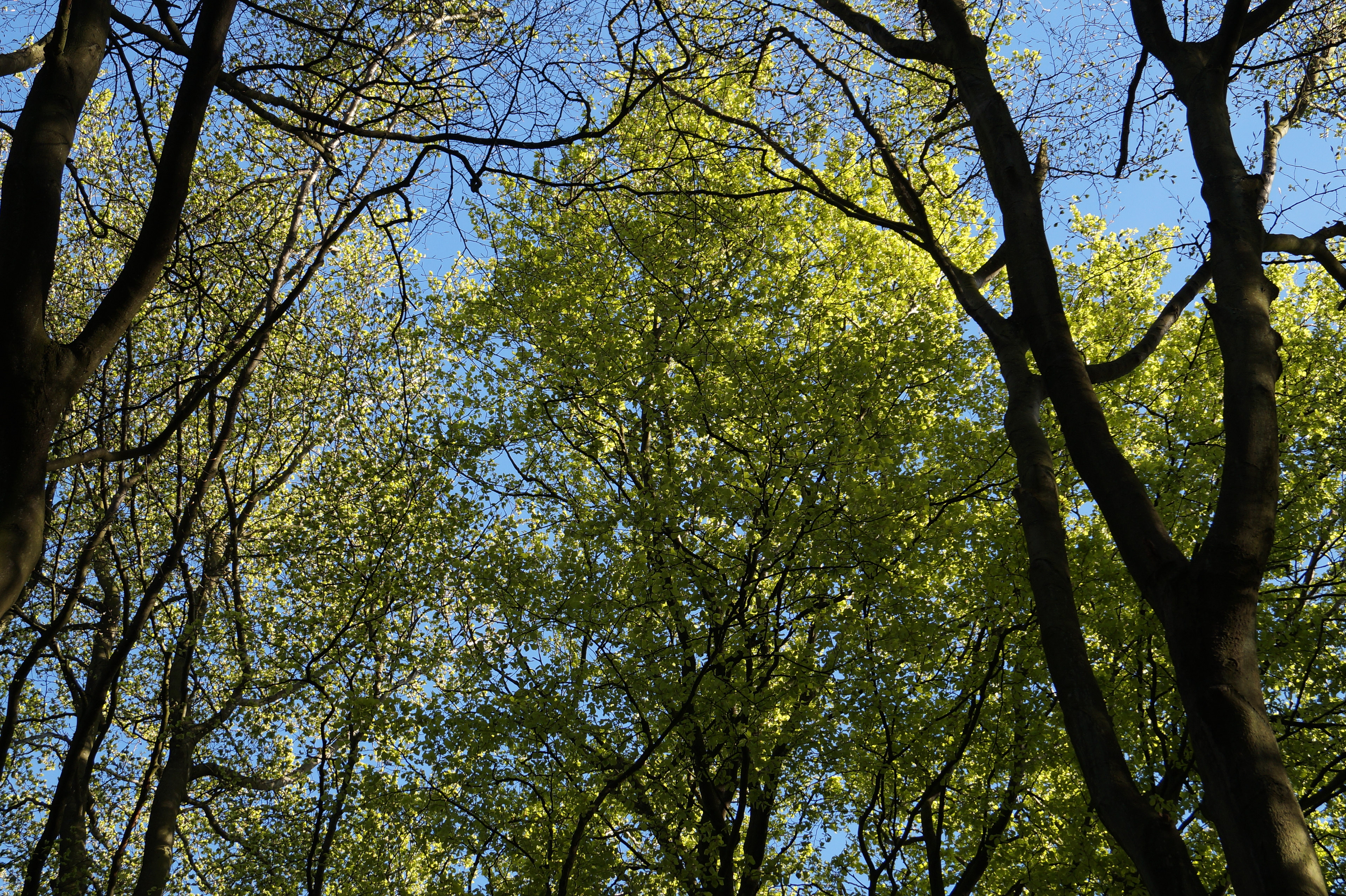 Beech trees