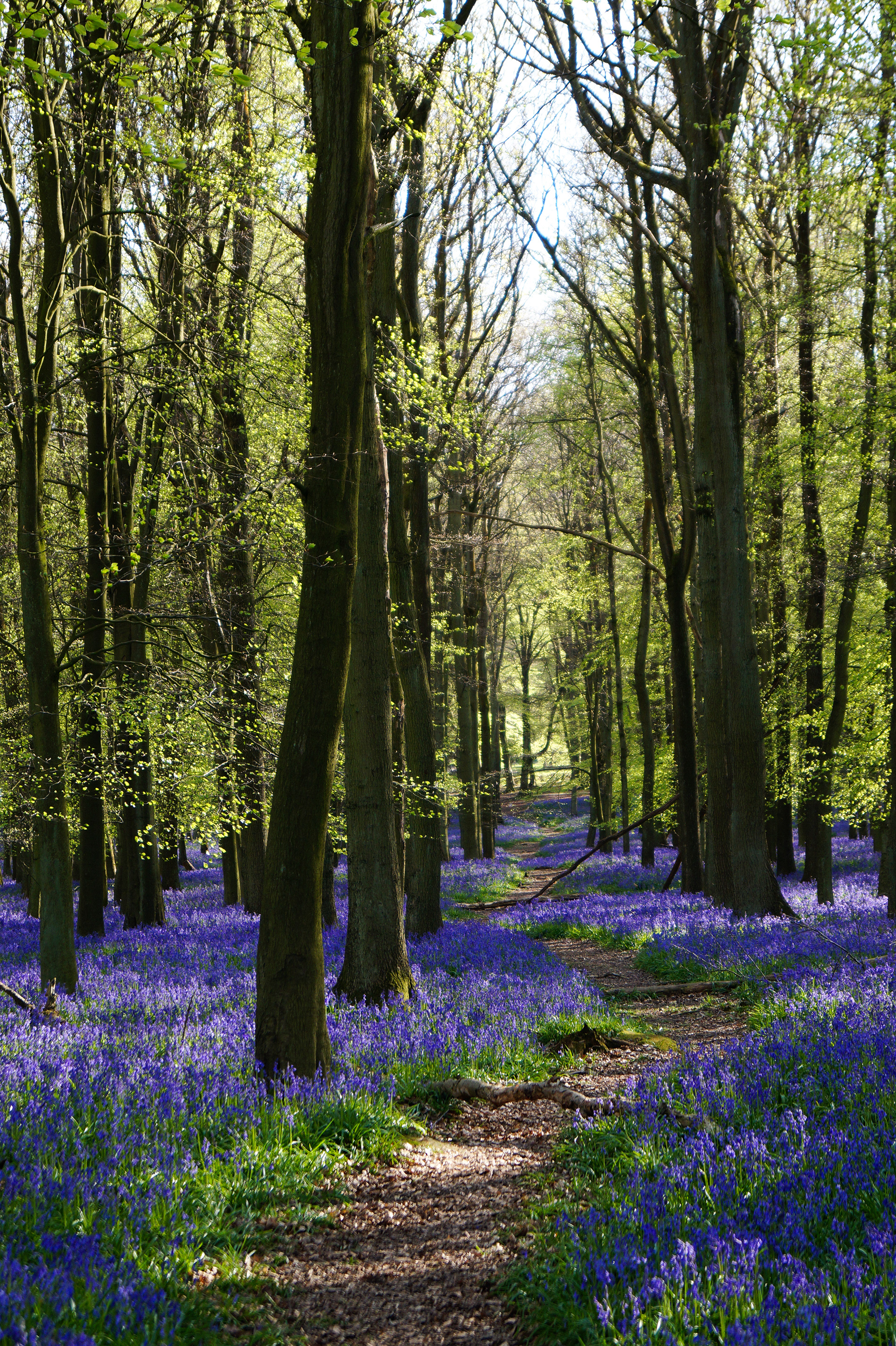 Bluebells in Dockey Wood
