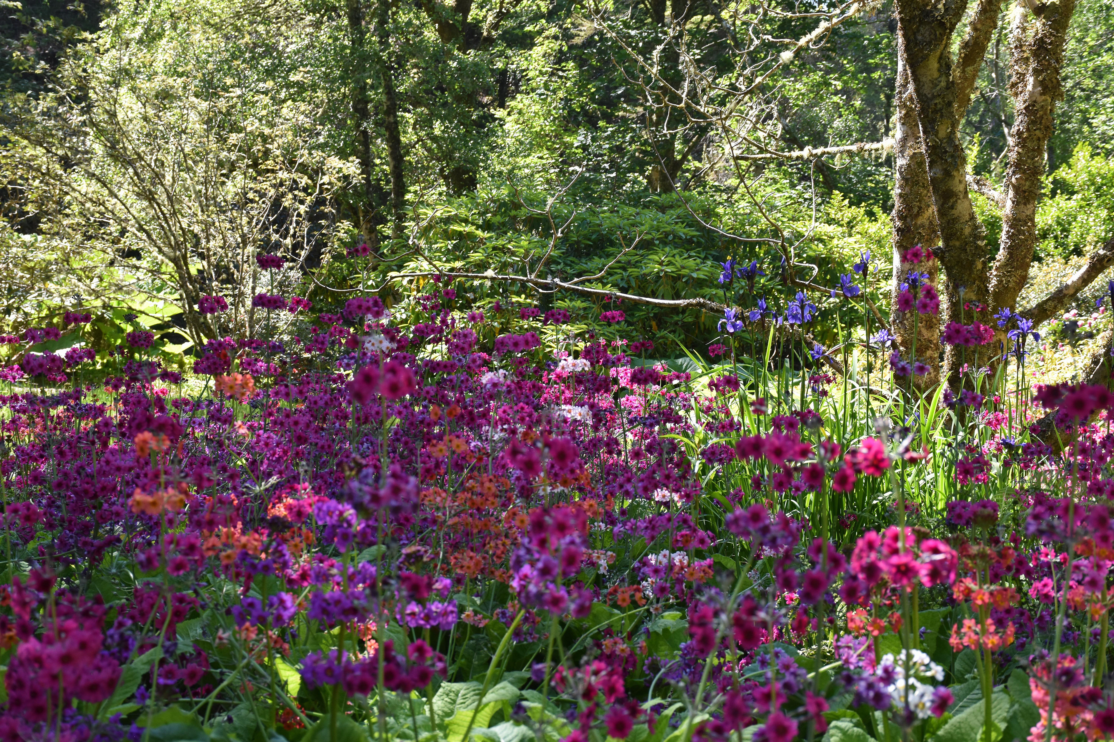 Inverewe Garden