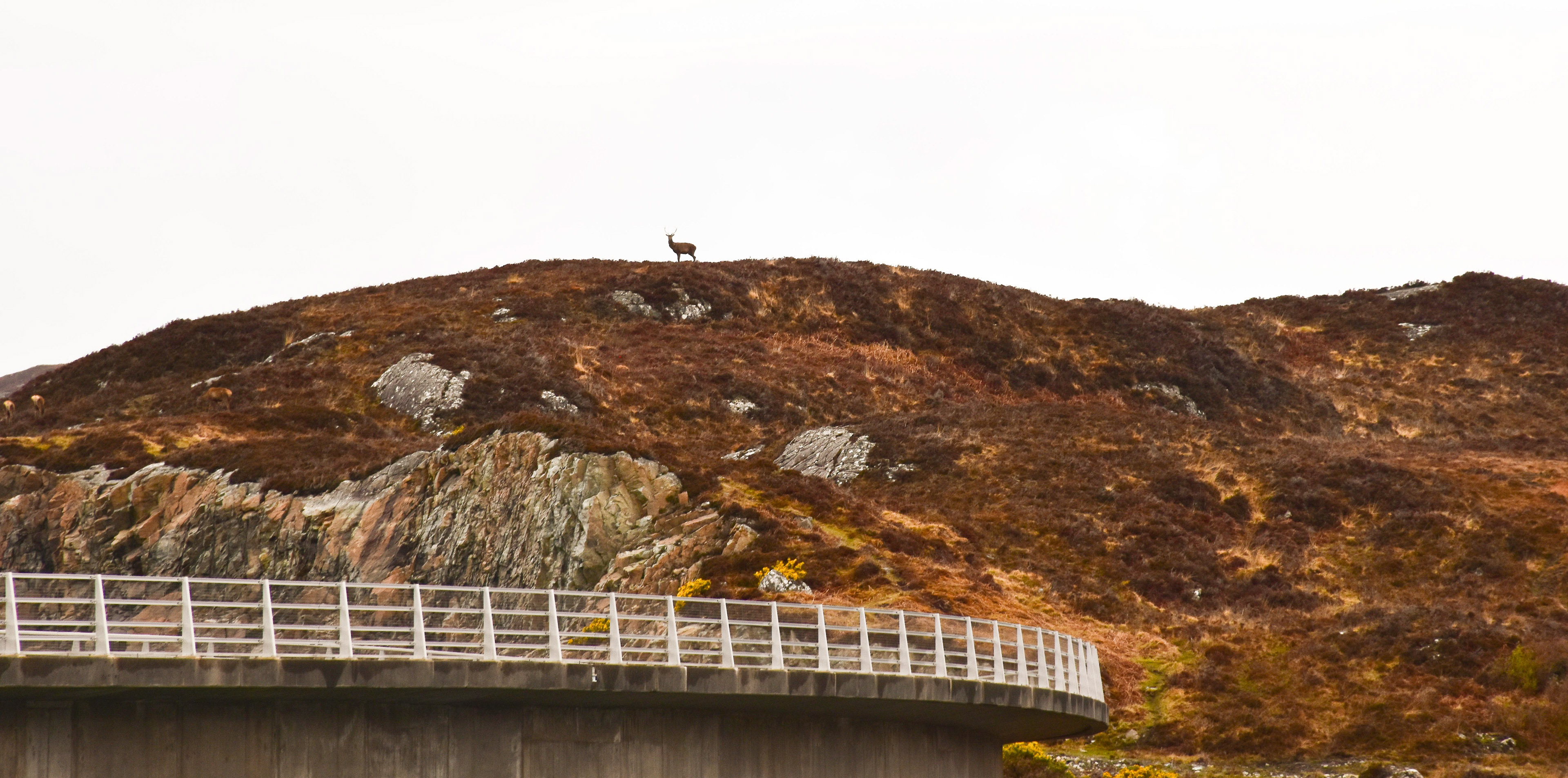 Kylesku Bridge and the Monarch of the Gen
