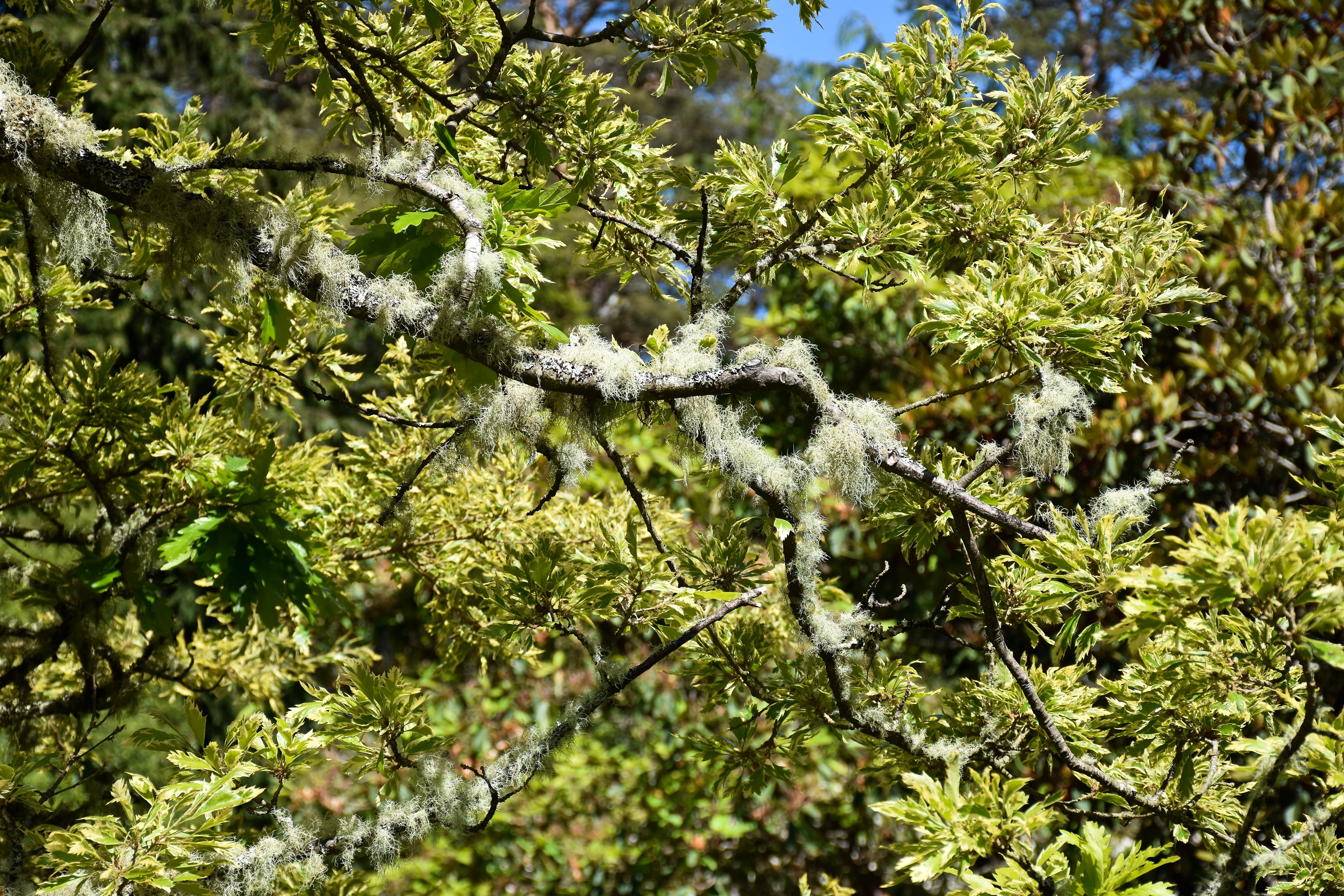 Inverewe Garden