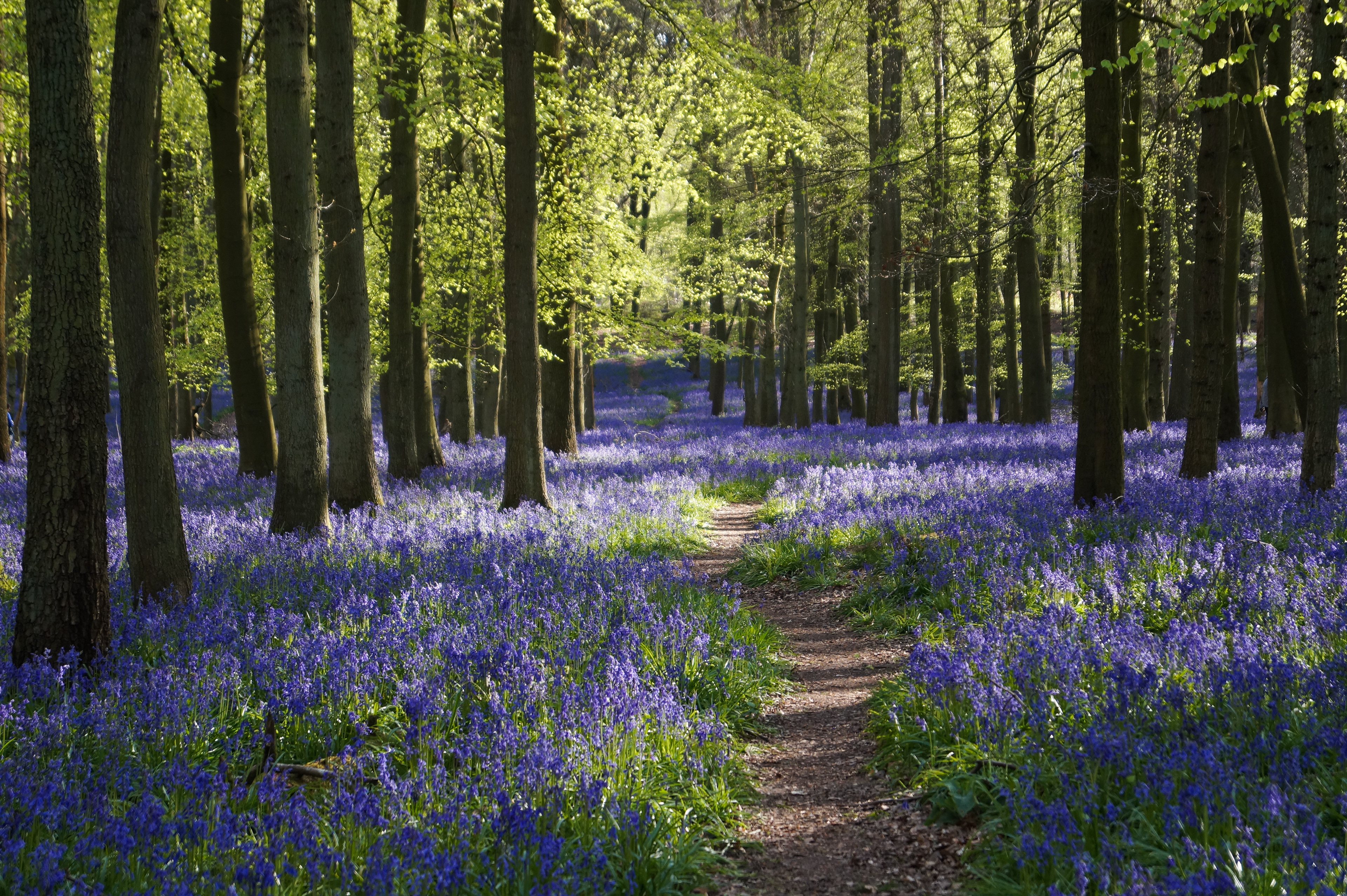 Bluebells in Dockey Wood