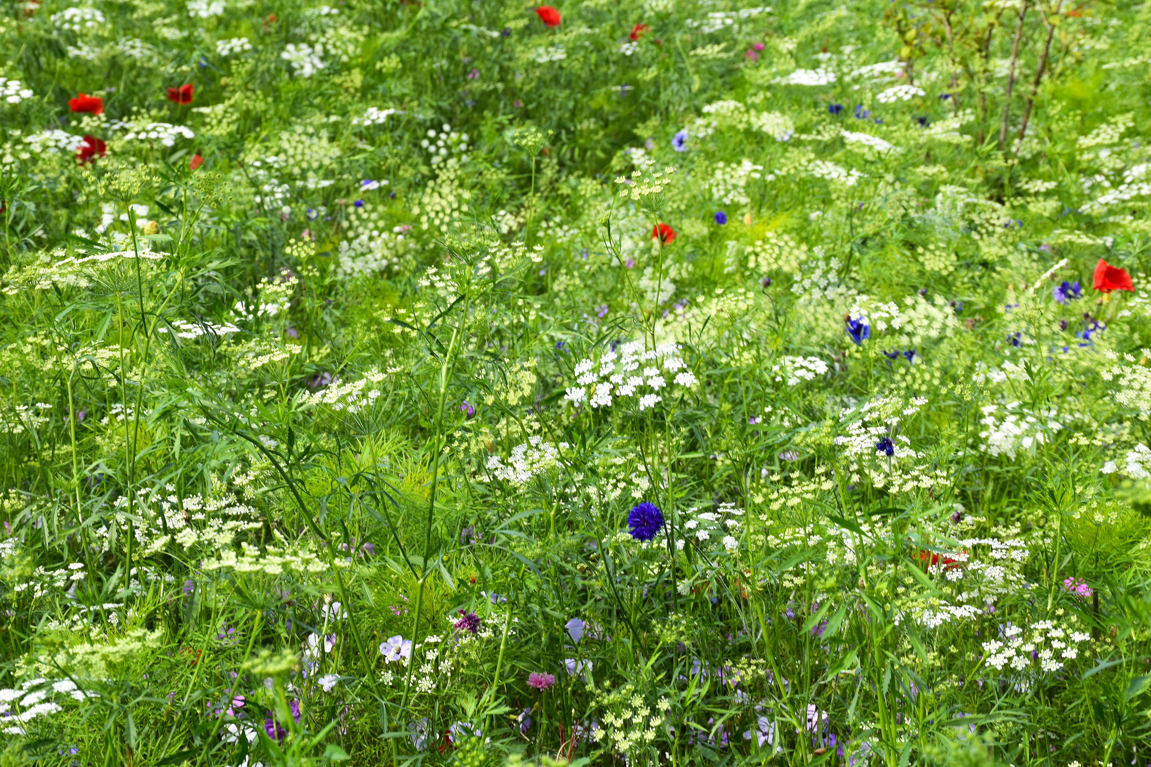 The Castle of Mey Gardens - First World War remembrance