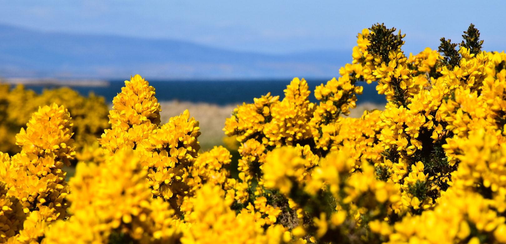 Gorse and Dornoch Firth