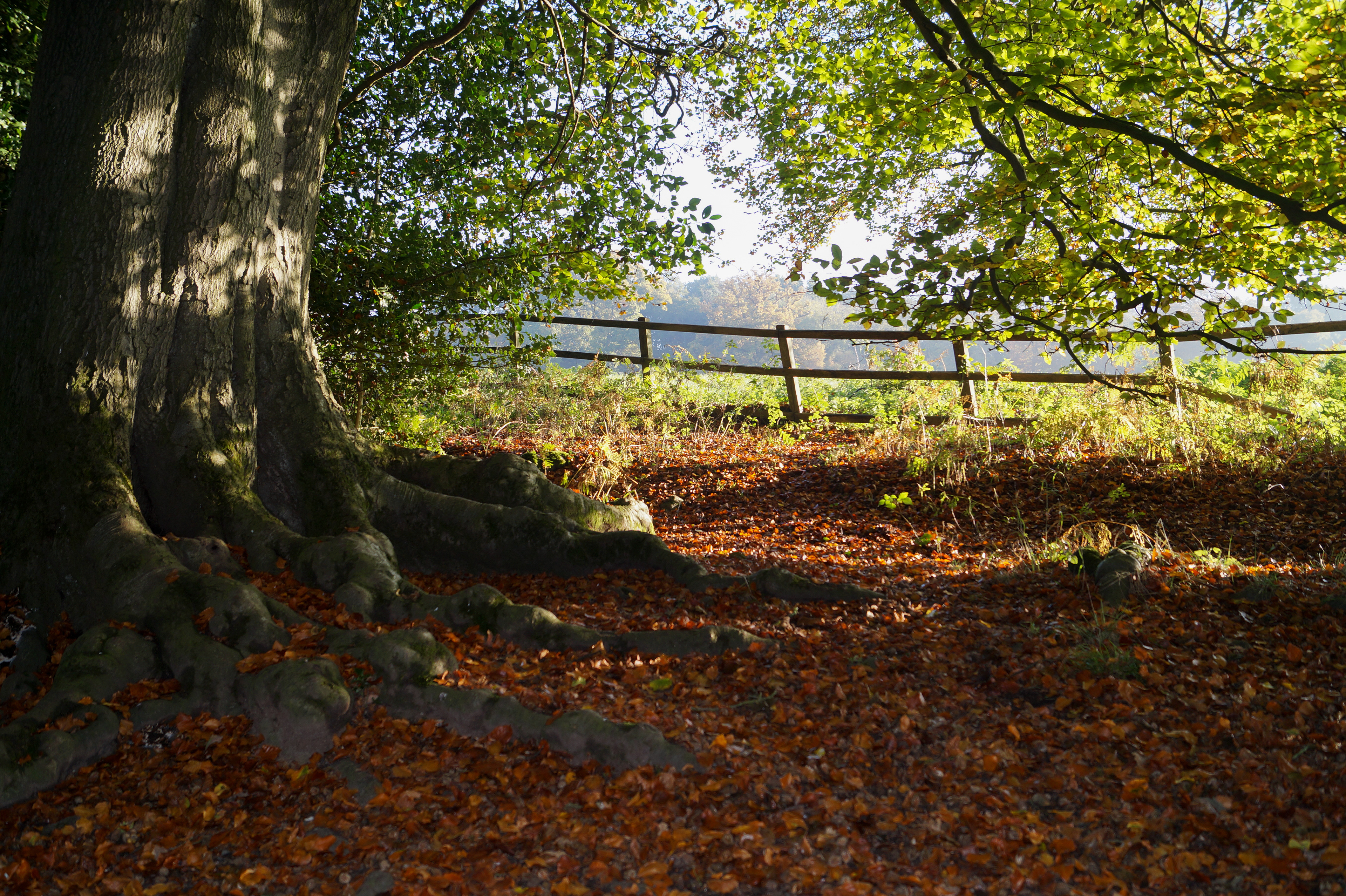 Ashridge