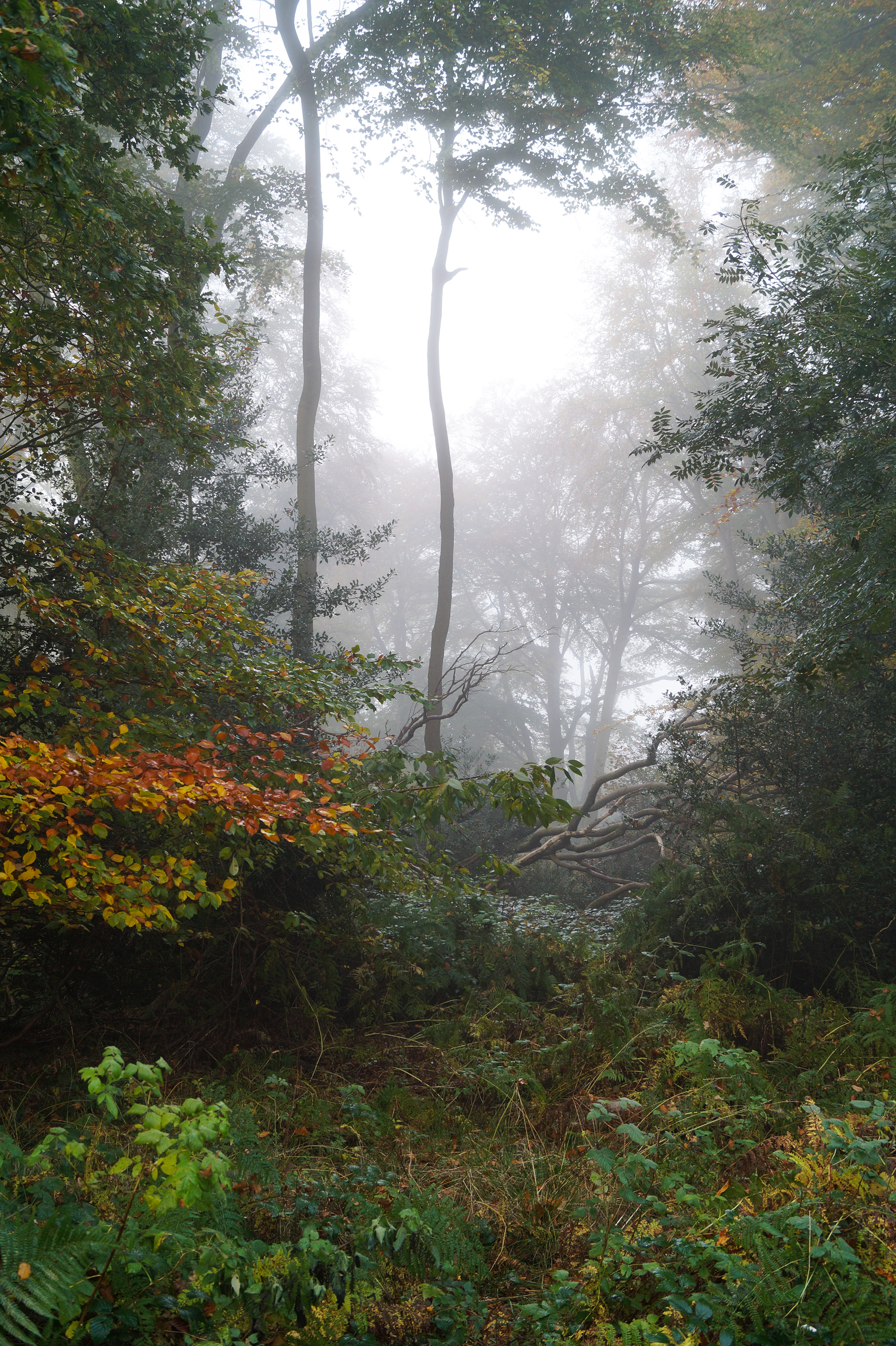 Mist in the beech woods