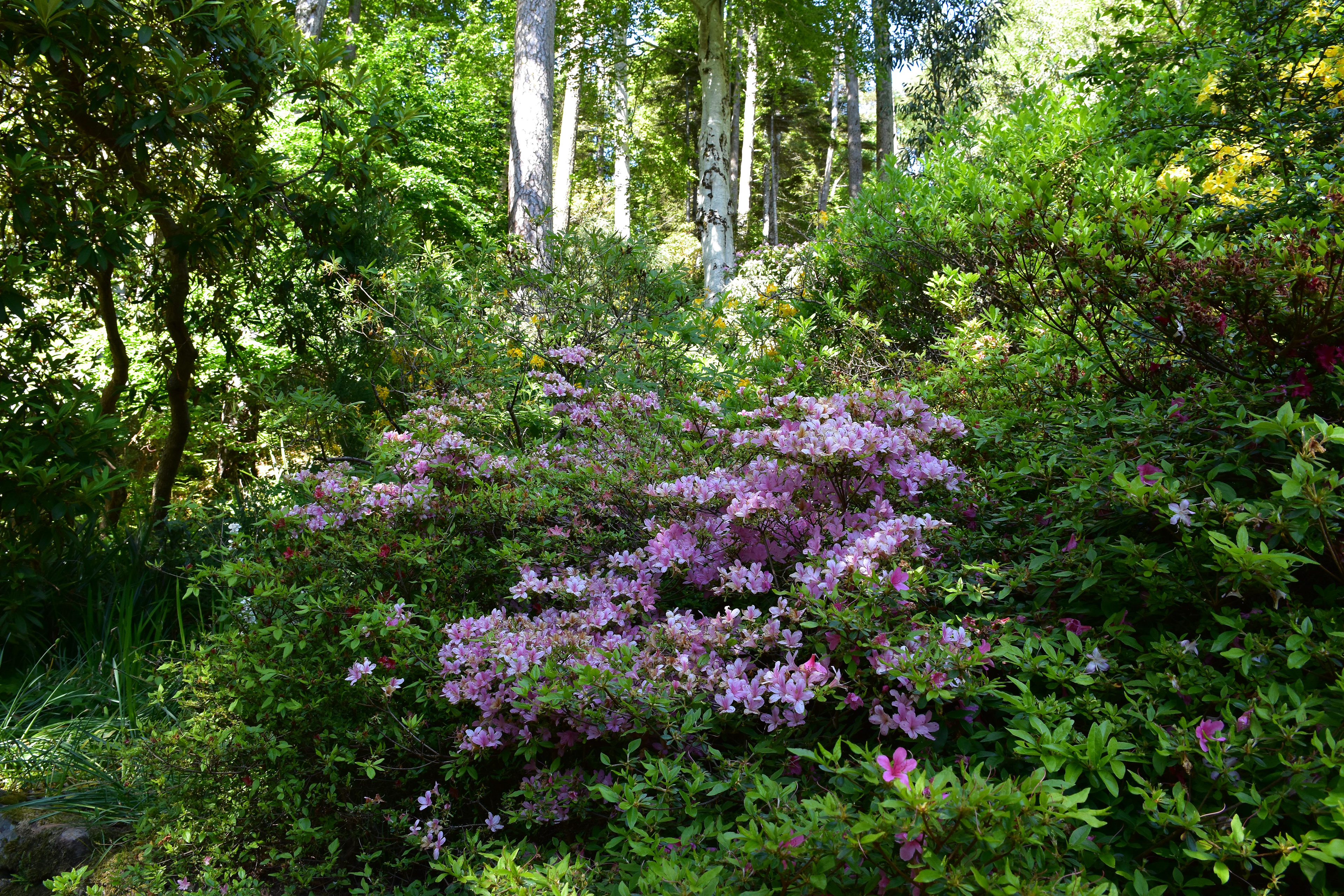 Inverewe Garden