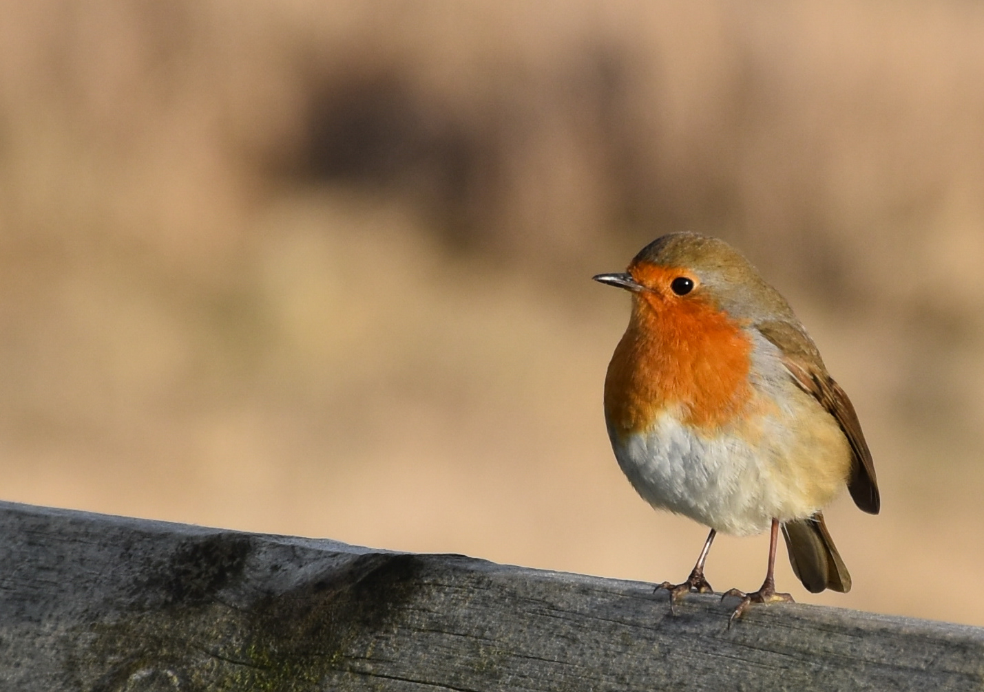 Robin at Dornoch Beach