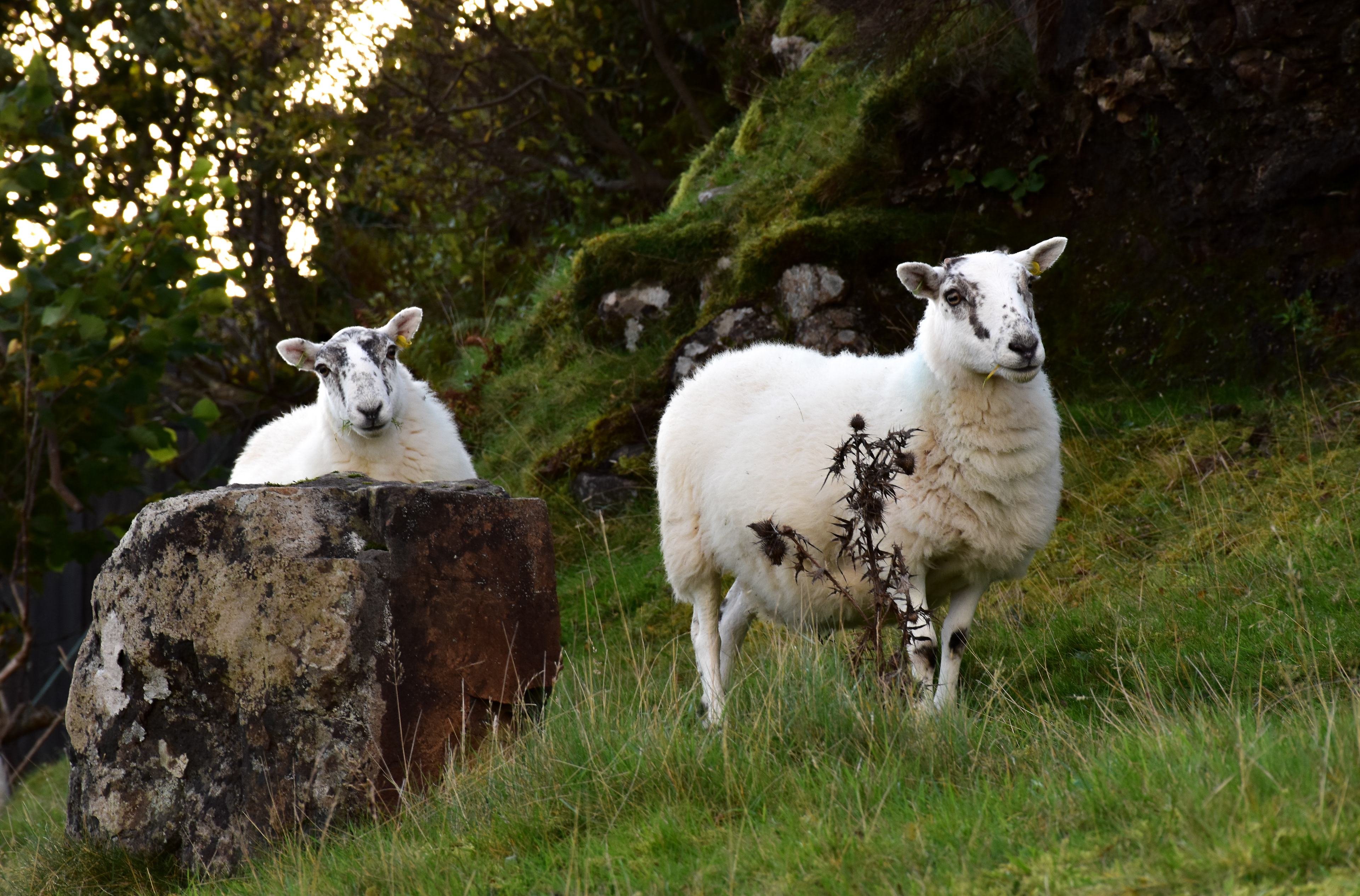 Sheep near Colbost